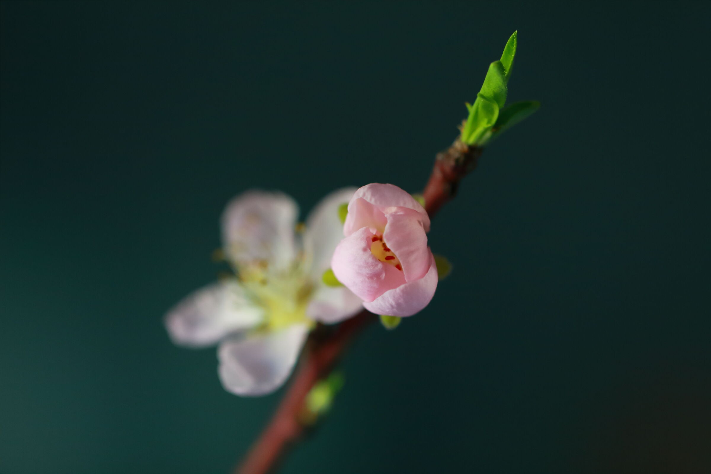 Fiori di pesco