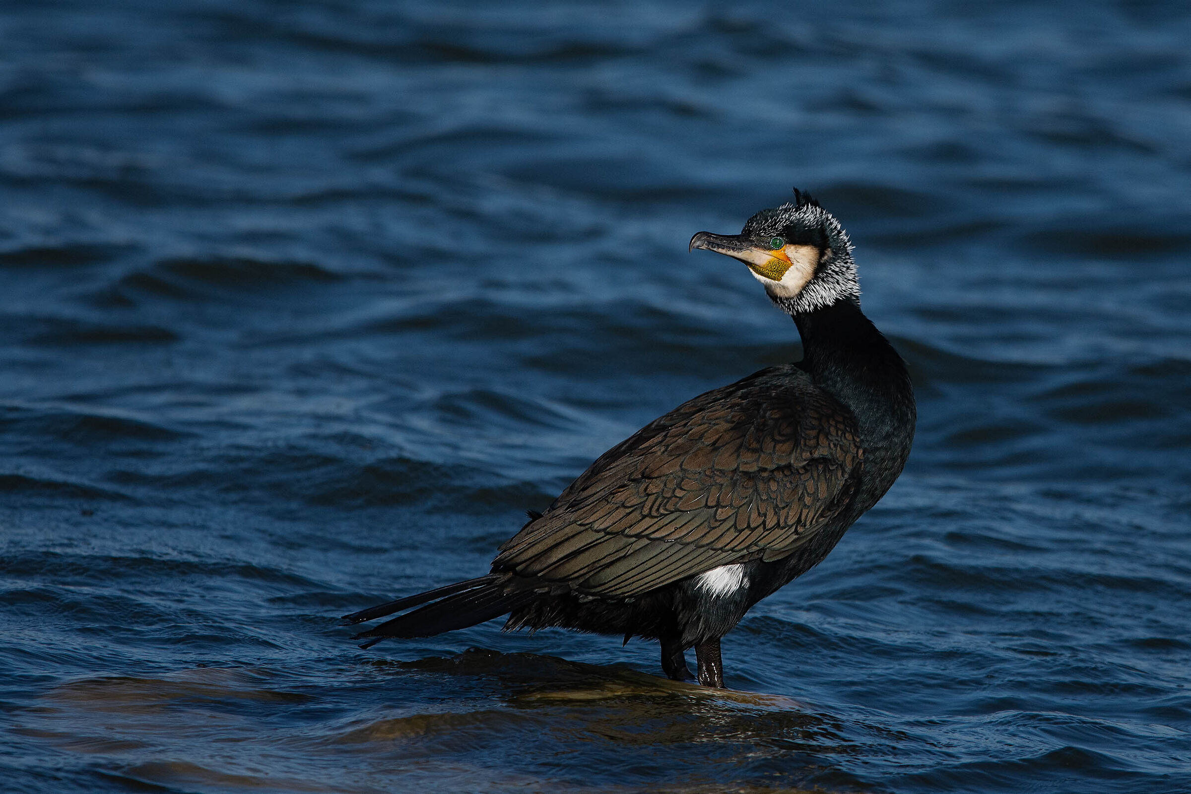 Cormorano in livrea