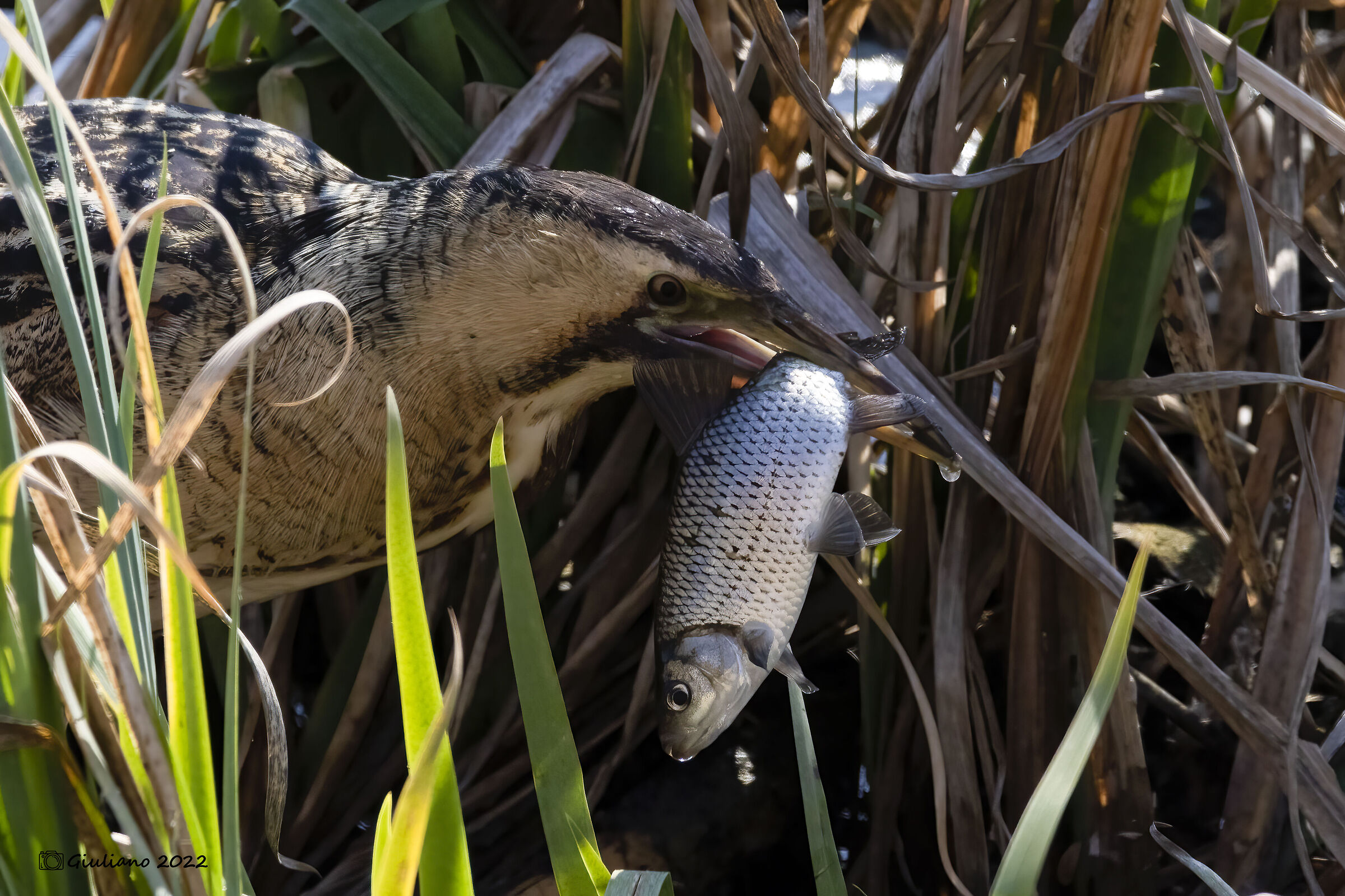 Bittern for lunch