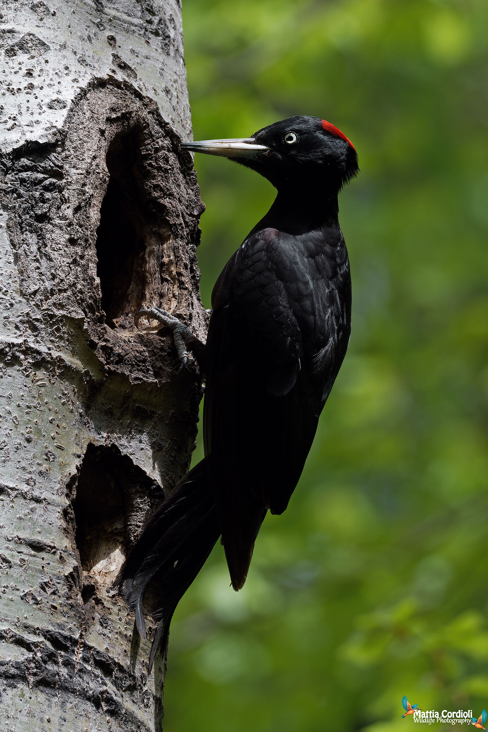 Picchio Nero femmina