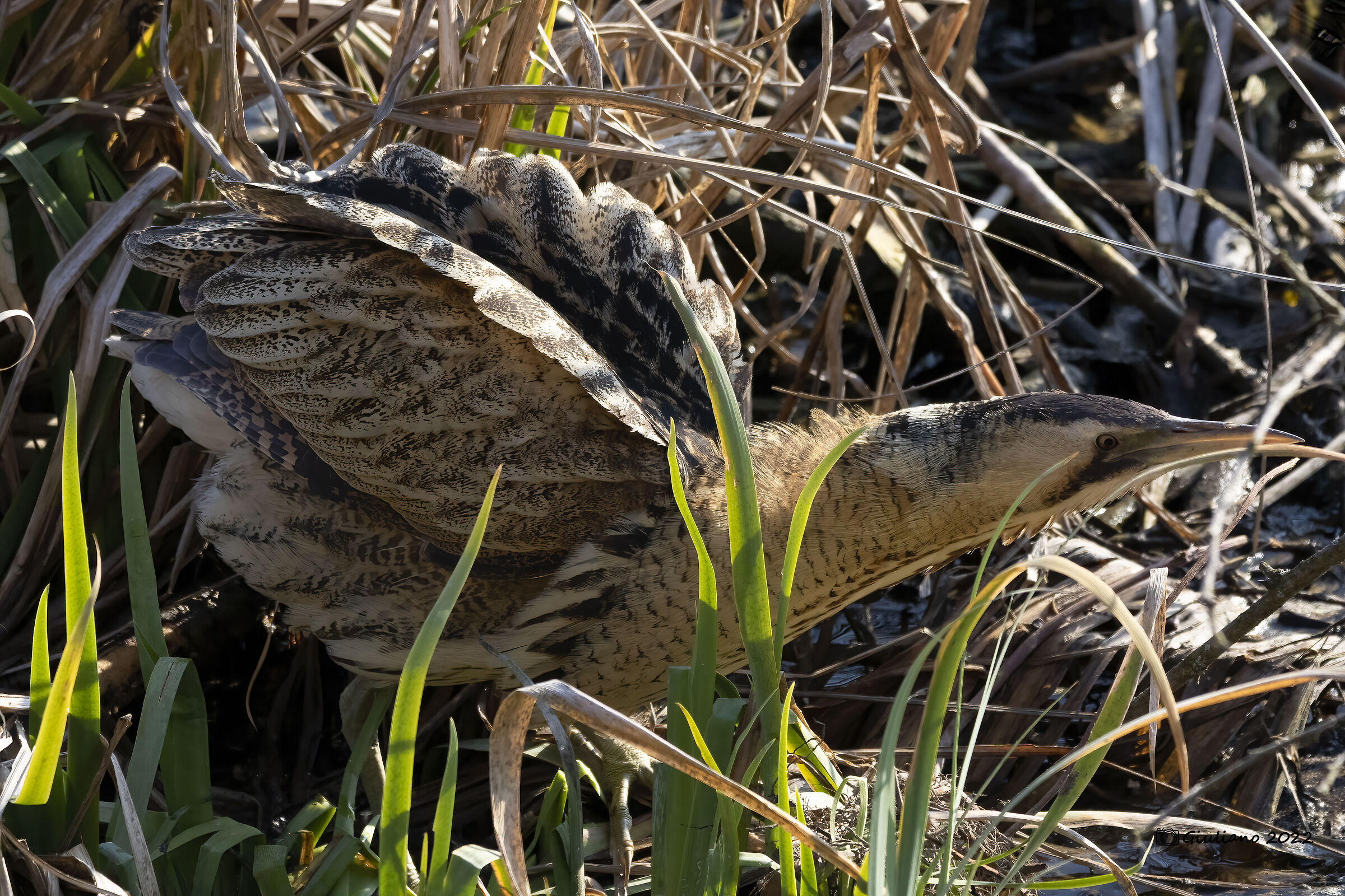 Bittern