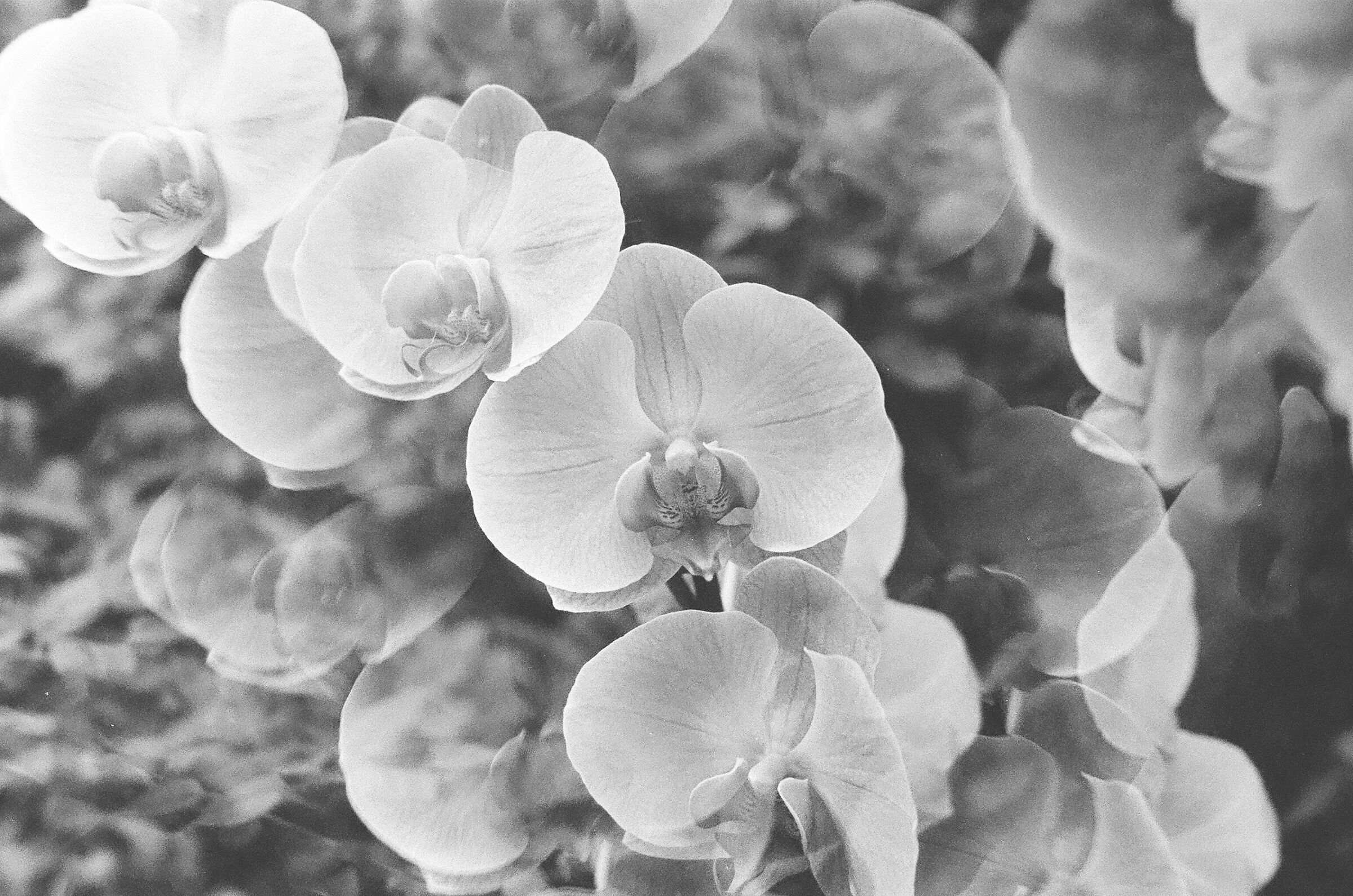 B/n phalaenopsis