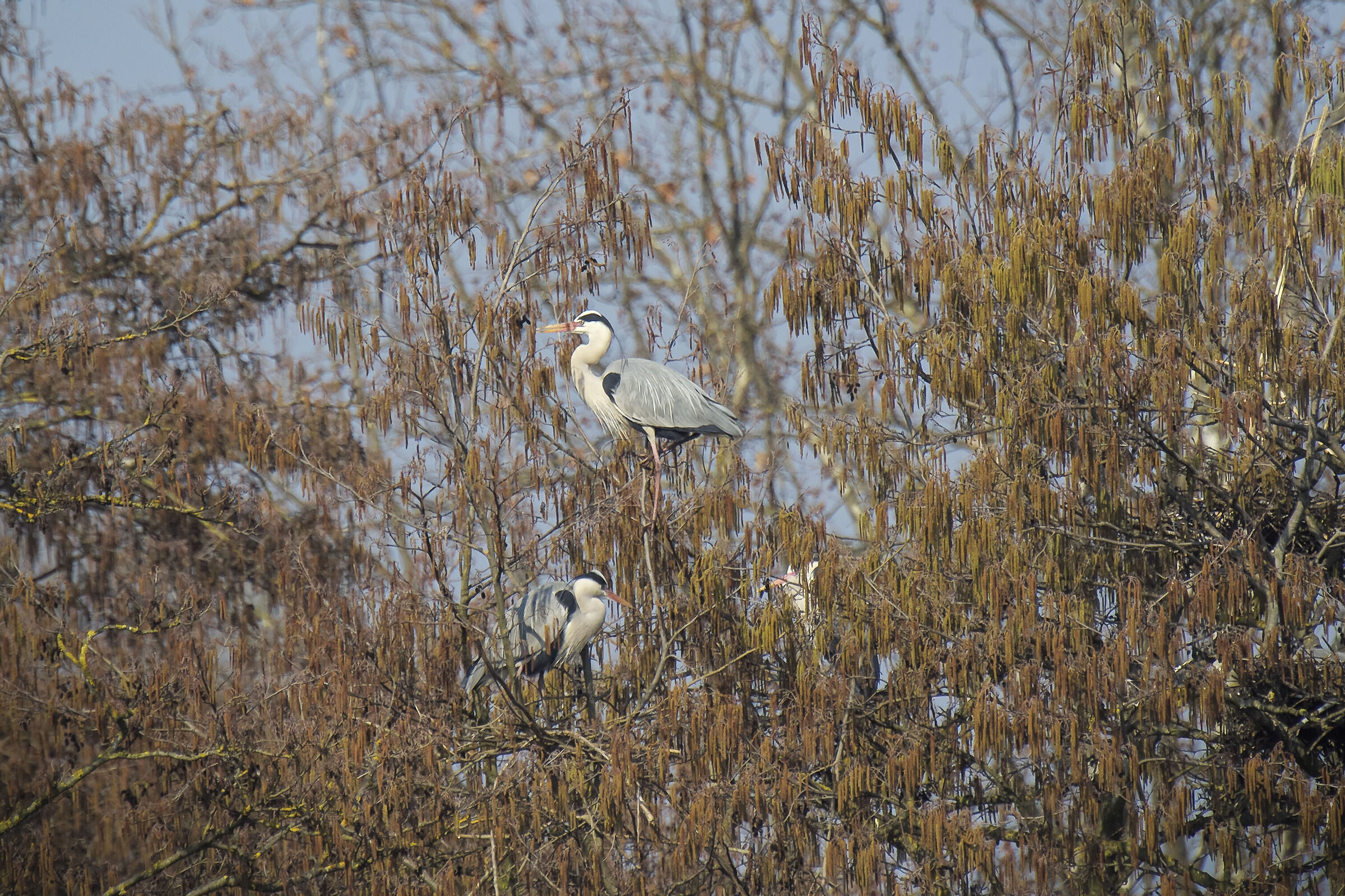 Torbiere di Marcaria