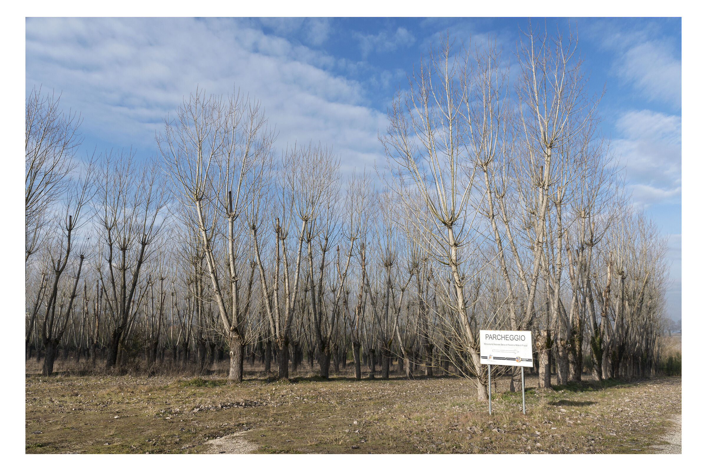 By Paliano (fu) La Selva Part.2