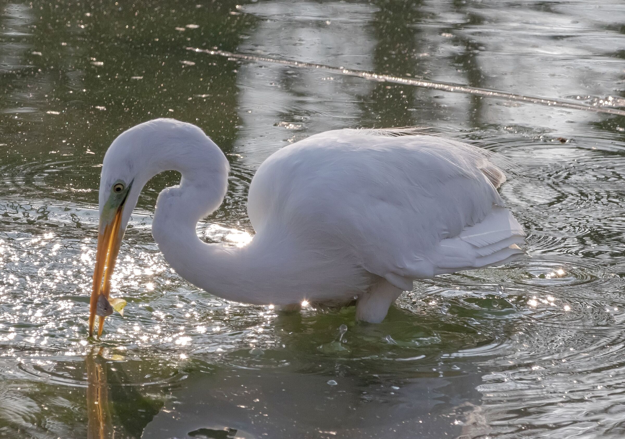 Great White Heron with prey Oasi Lipu 4/02/2022