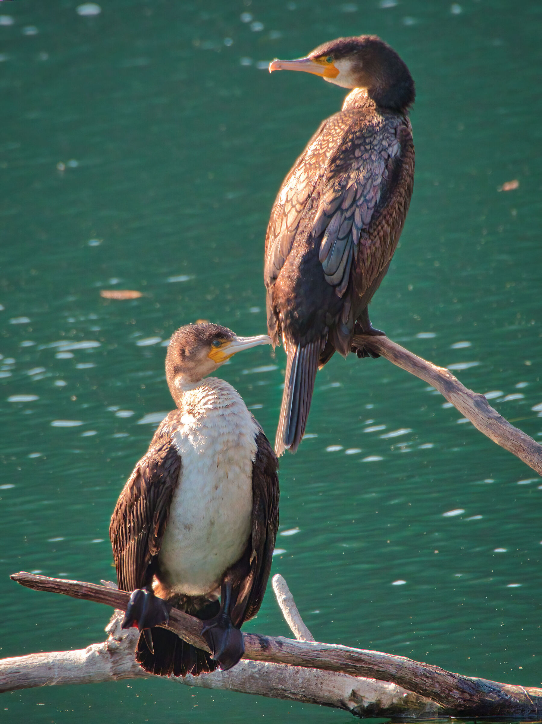 Cormorants Juv (you look from there that I look from here)