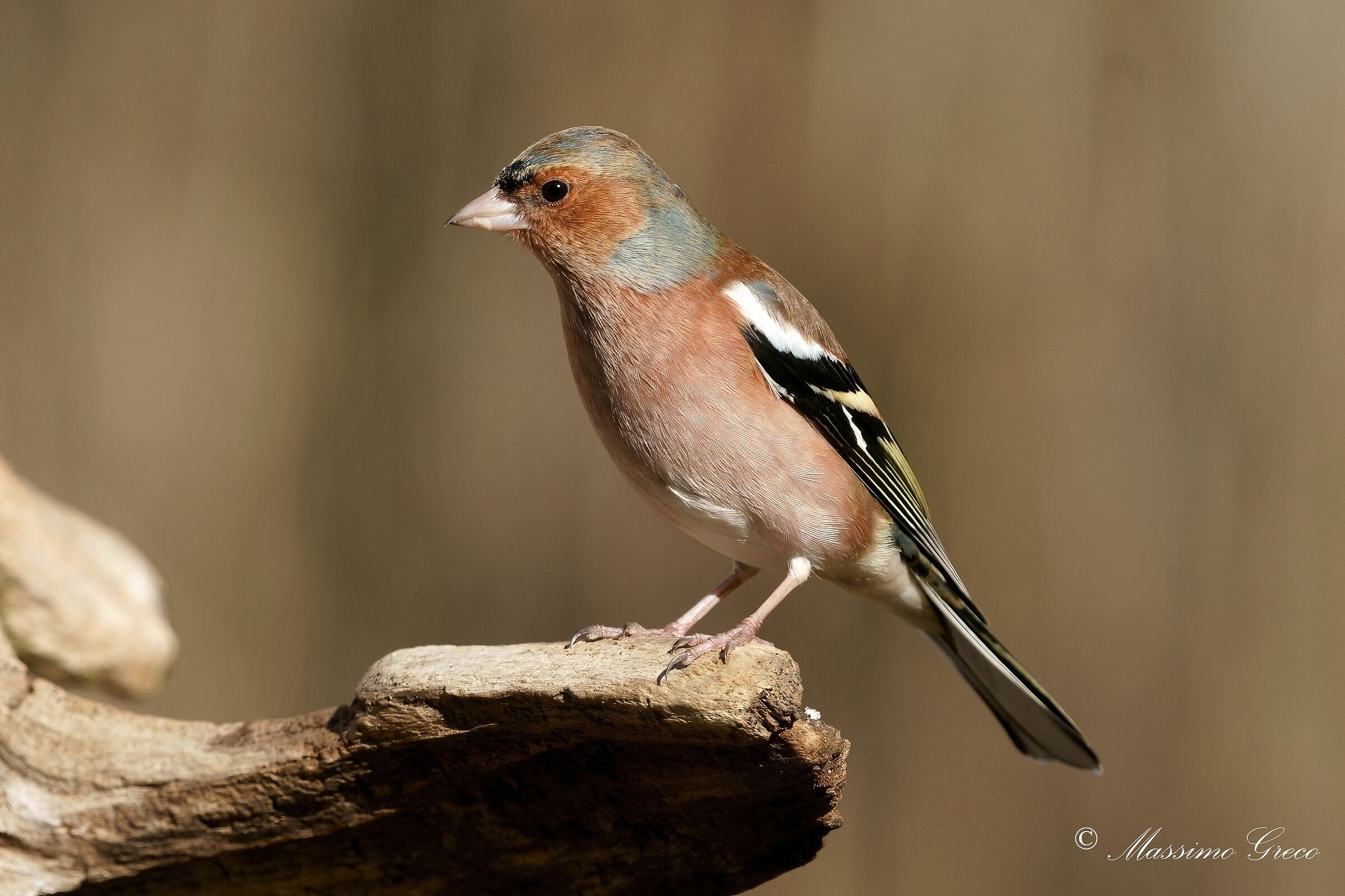 Fringuello (Fringilla coelebs)