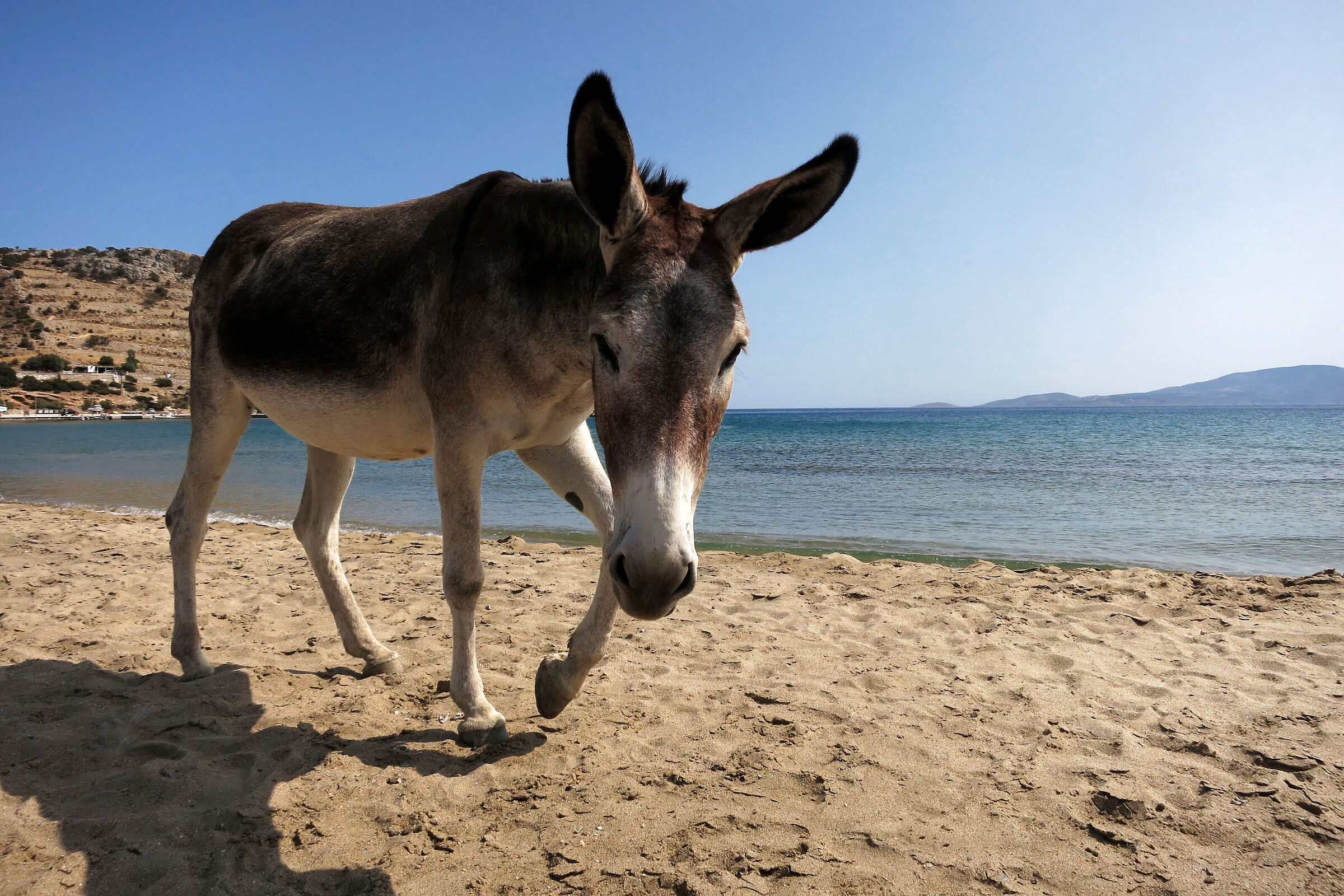 asino in spiaggia
