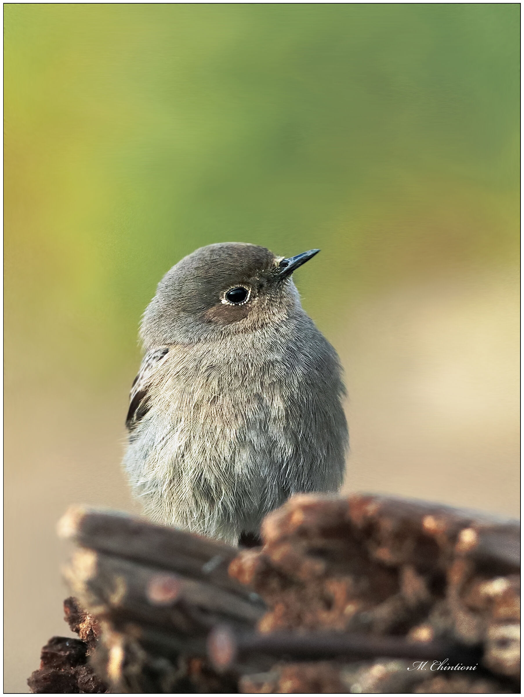 Black redstart