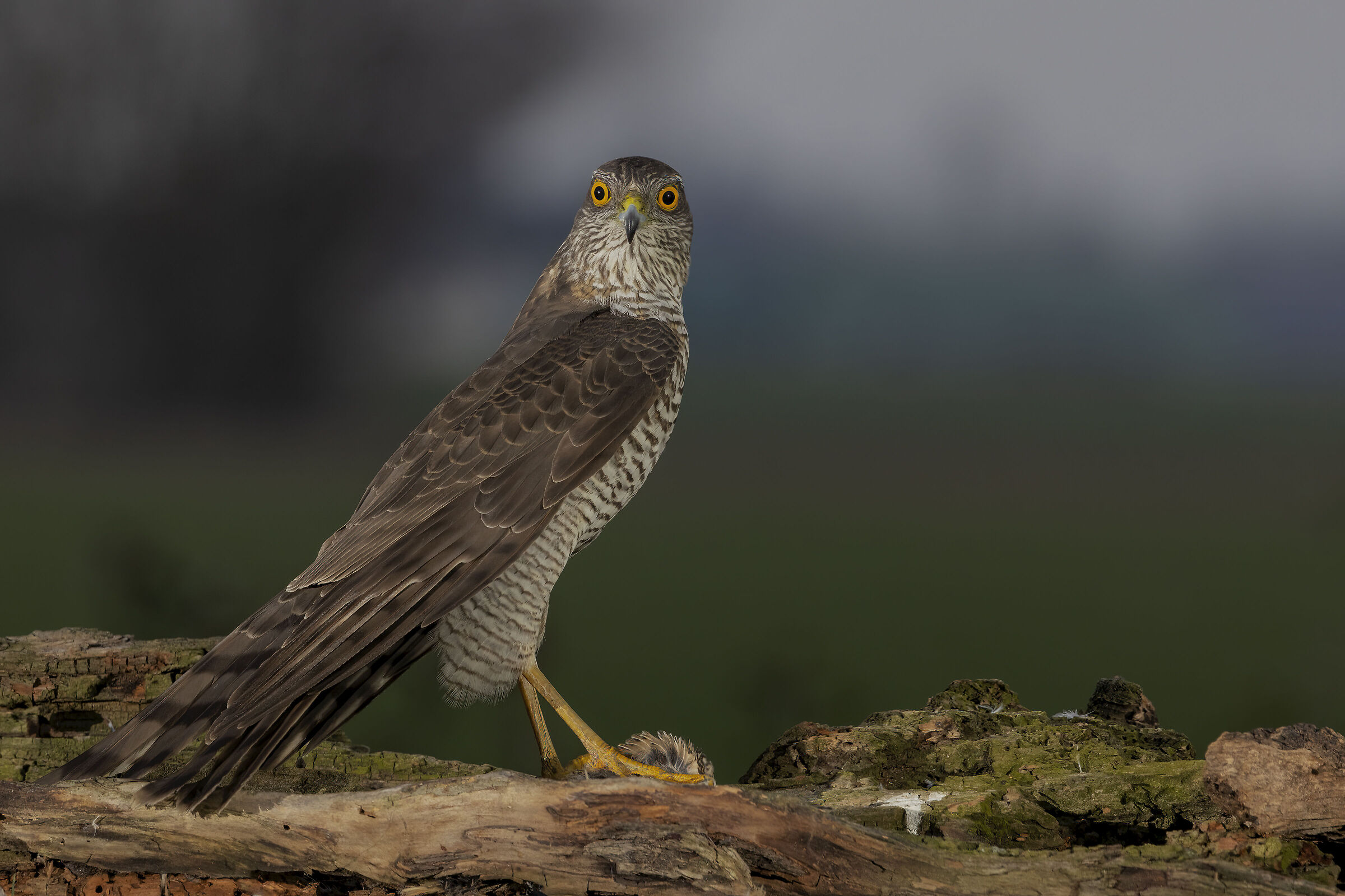 Female sparrowhawk