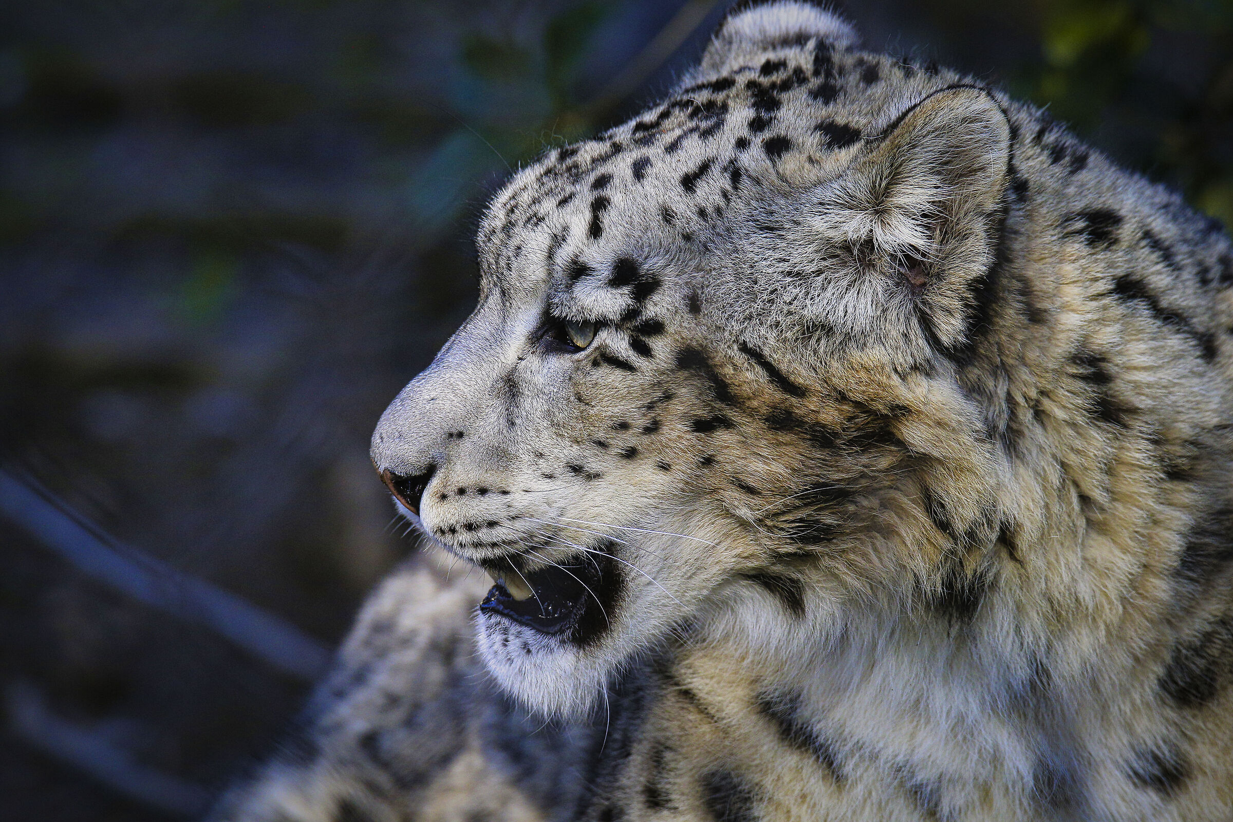 Canon 1dx Itamron 150 600 g