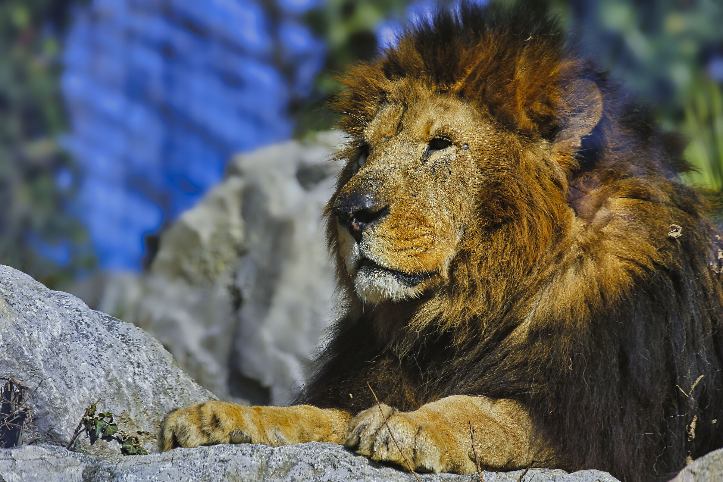 Canon 1dx  tamron 150 600