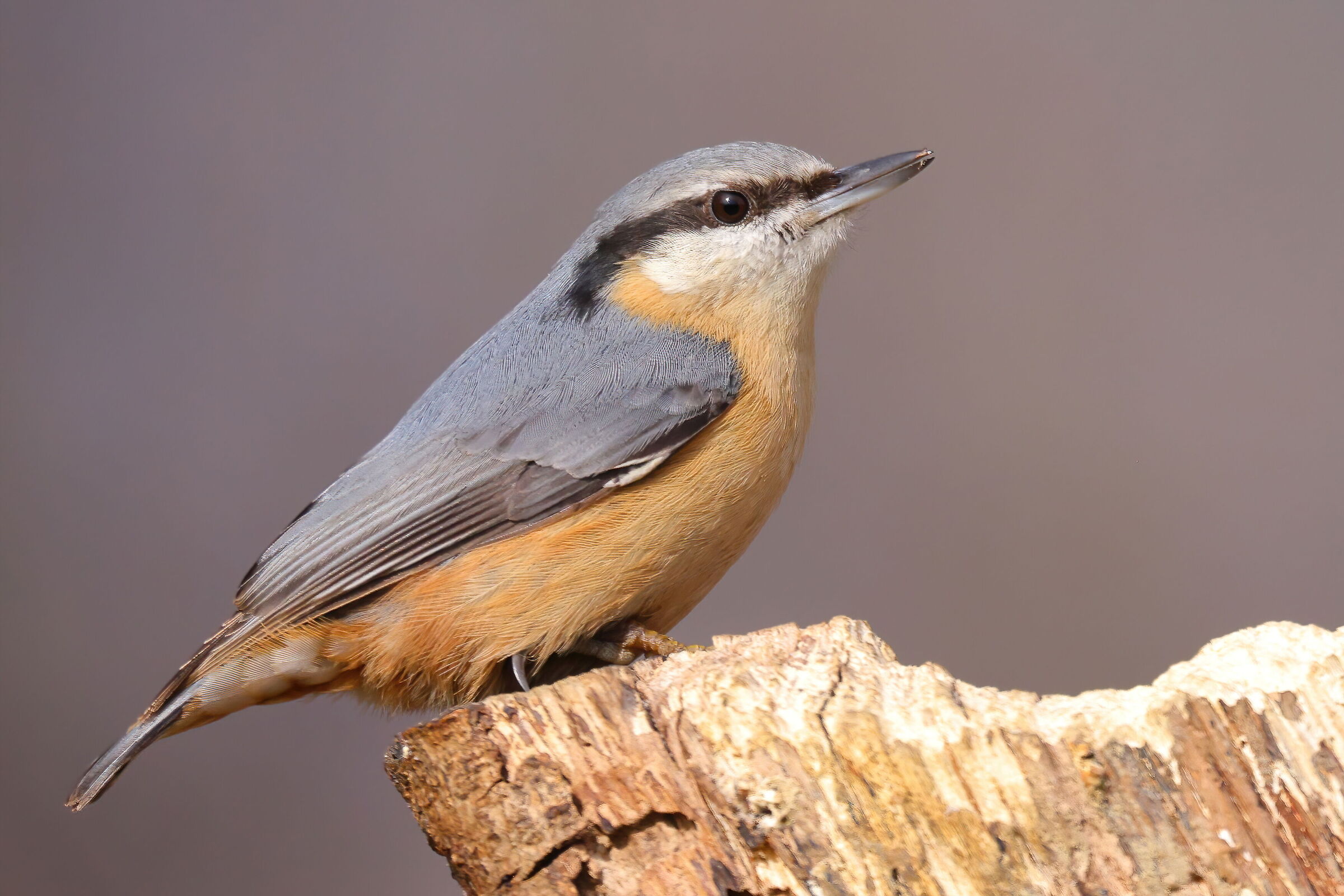 wood nuthatch