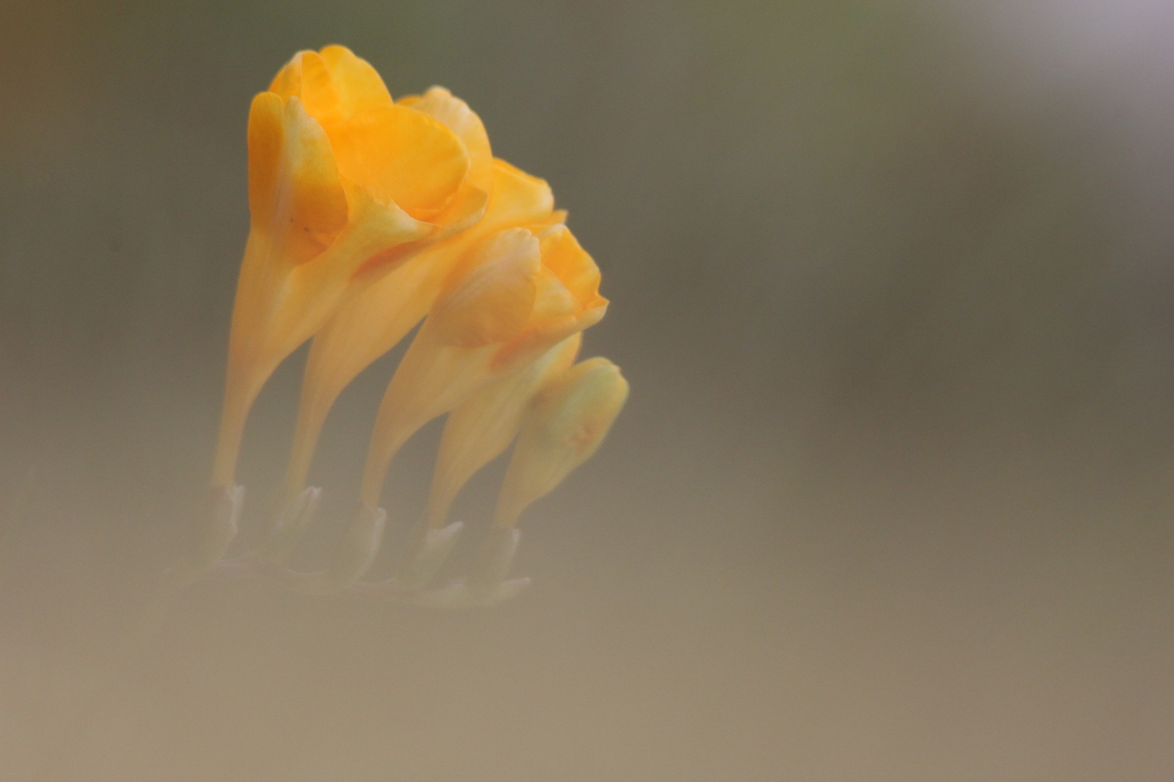 In the mists of the morning (no editing)