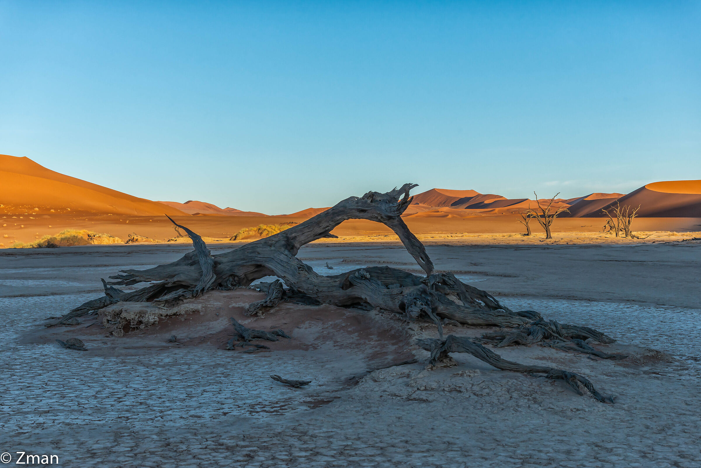 Alberi di acacia morti a Deadflei Namibia
