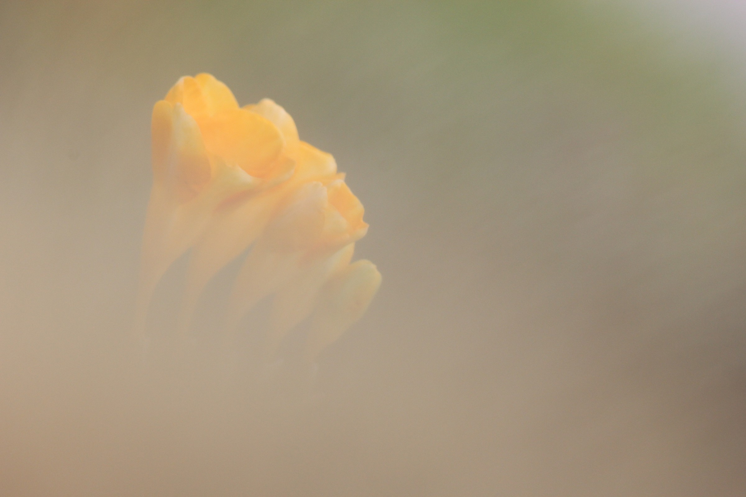 Fra le nebbie del mattino 2  (nessun ritocco)