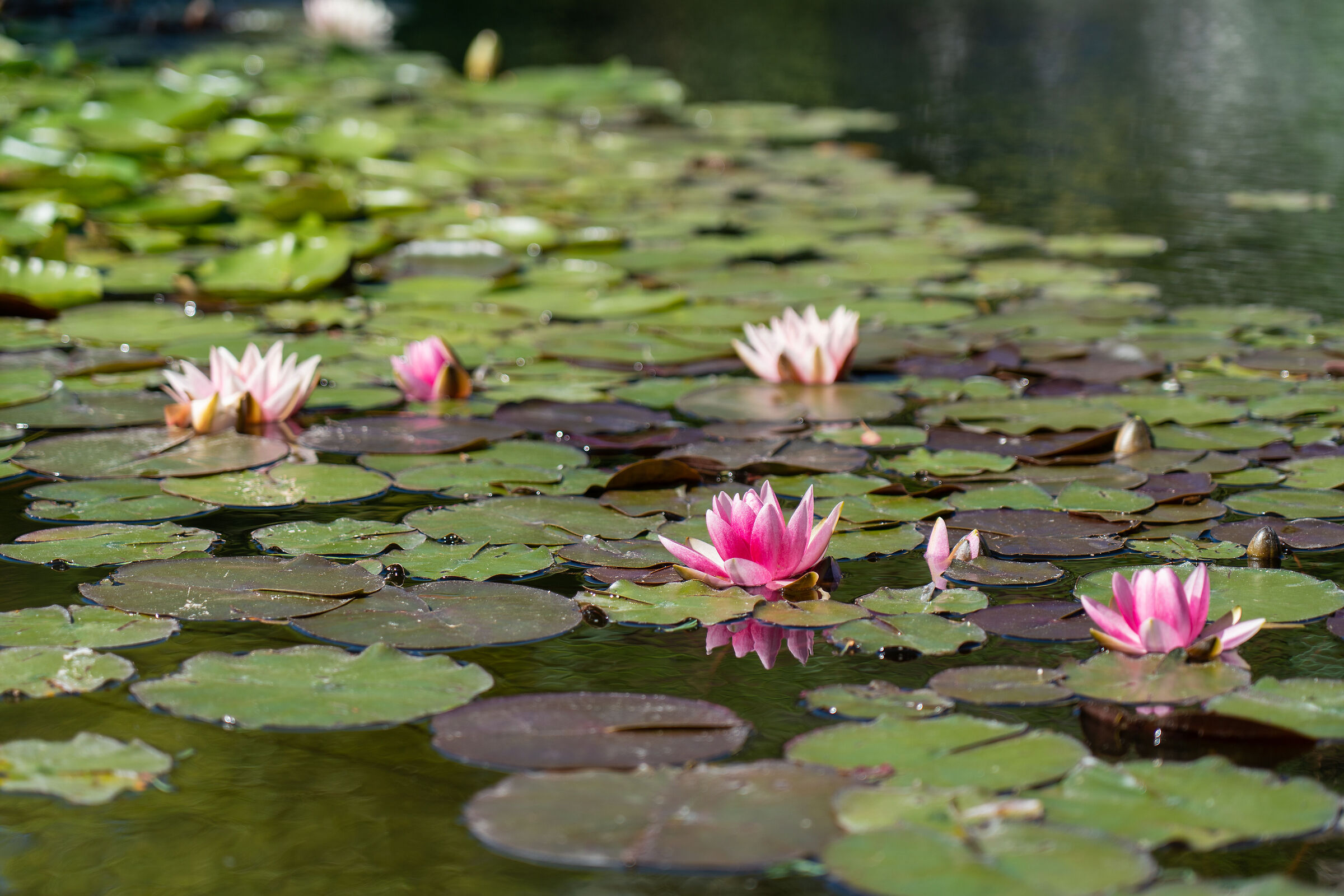 Floating flowers