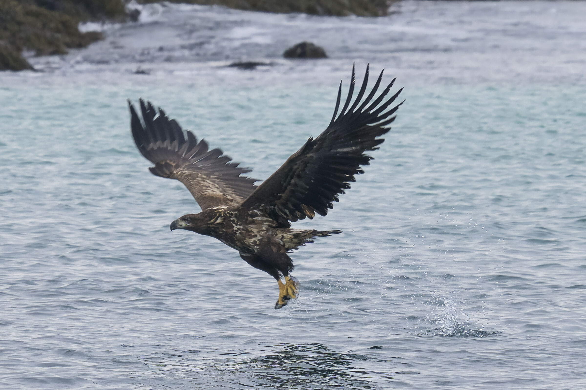 aquila di mare