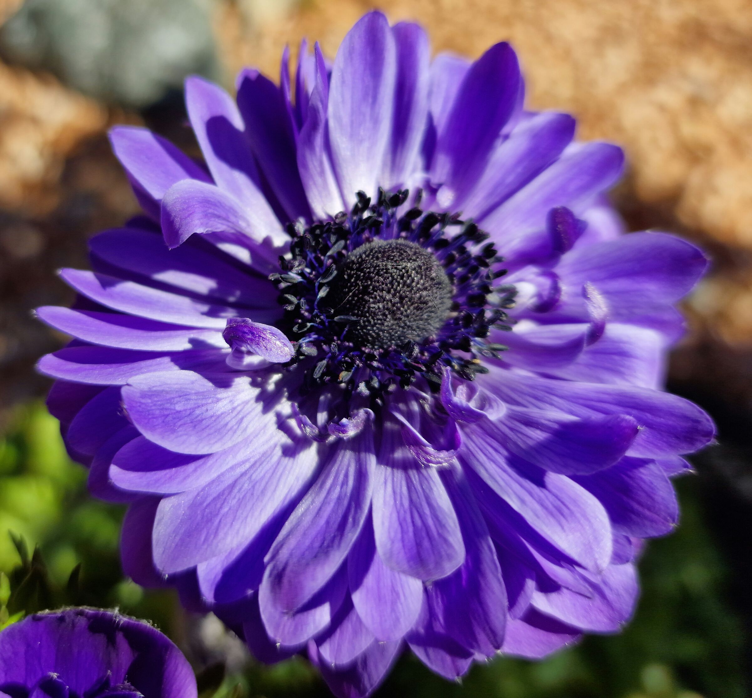 Anemone blu