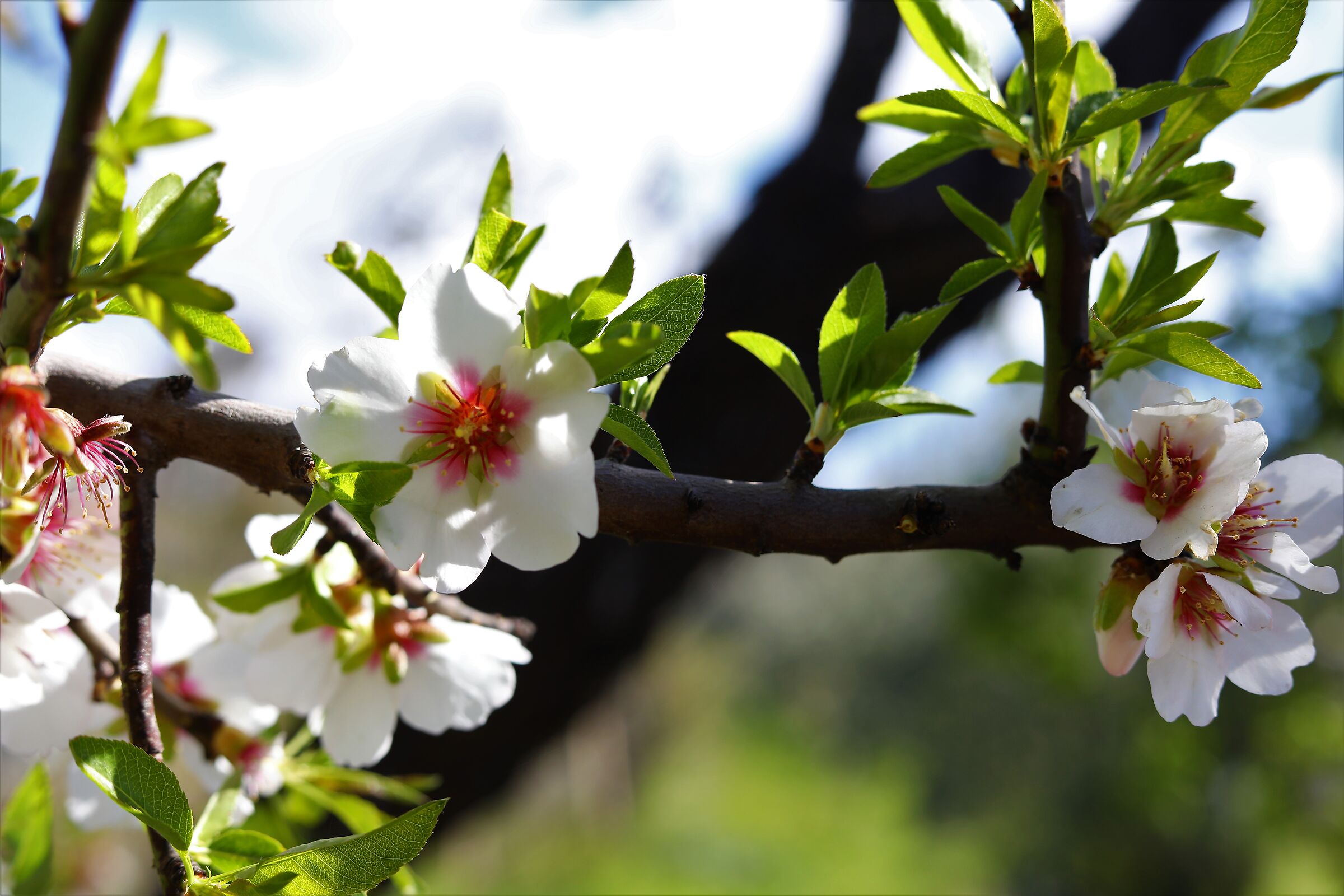 Ancora mandorlo in fiore