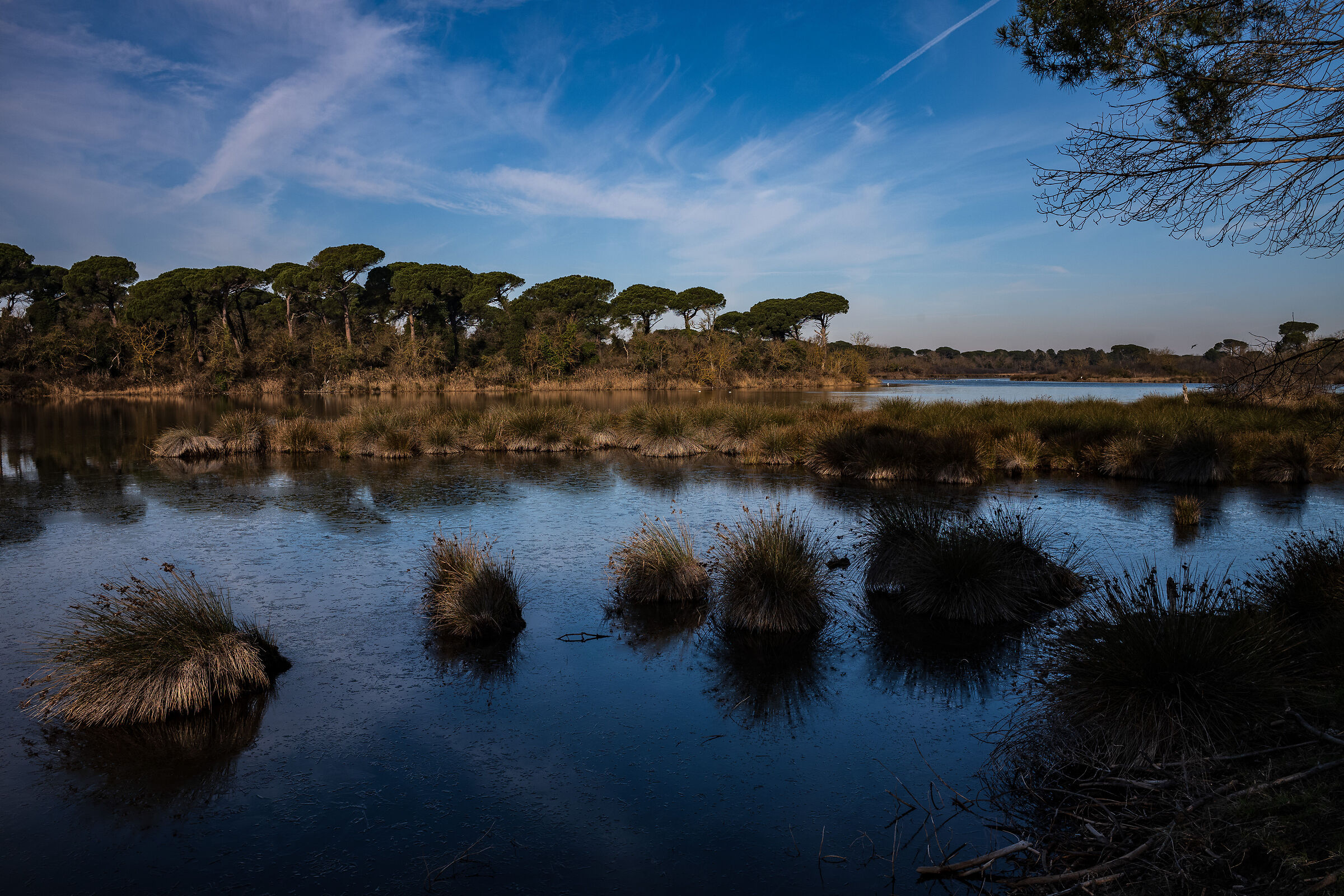 Pinewood San Vitale - Ravenna