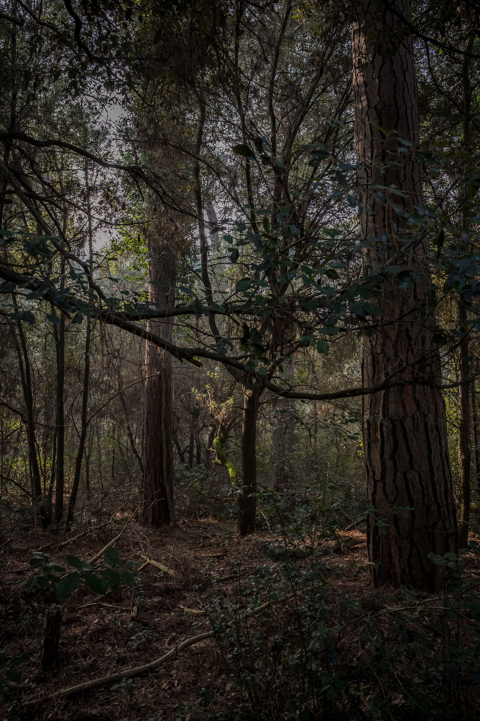 Pineta di Classe - Ravenna