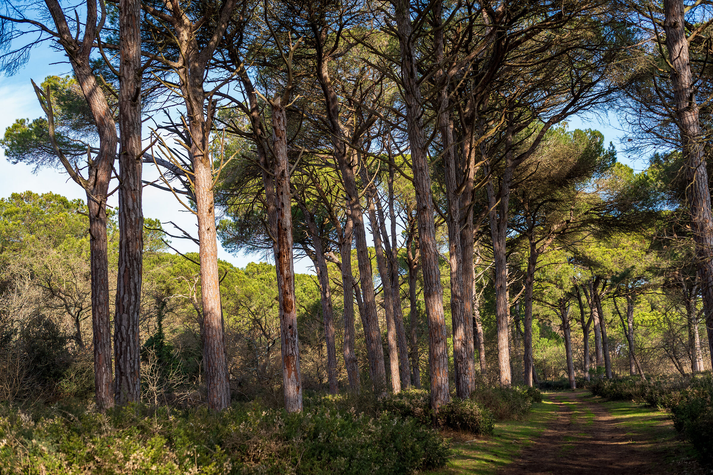 Pinewood San Vitale - Ravenna