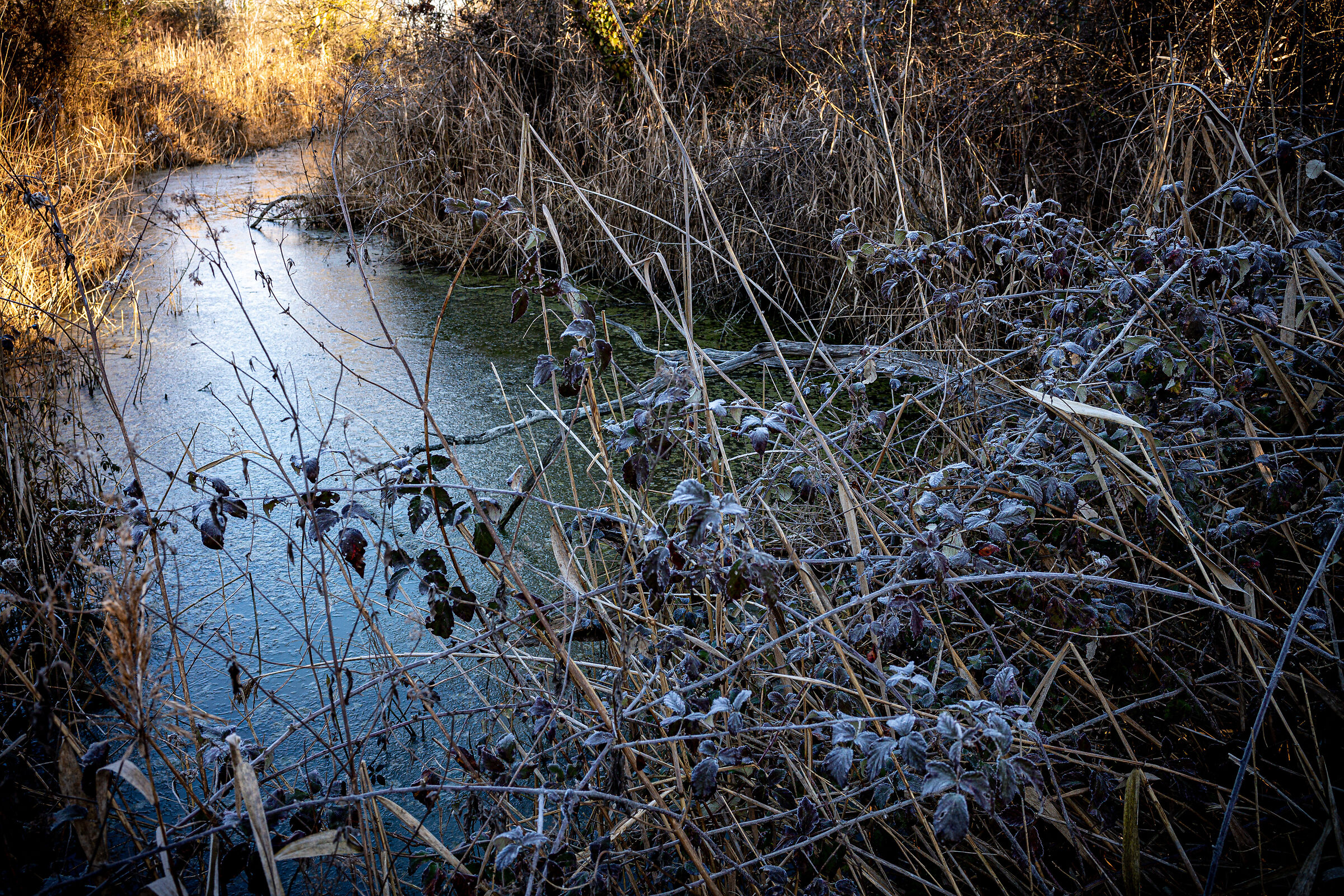 Pineta San Vitale - Ravenna