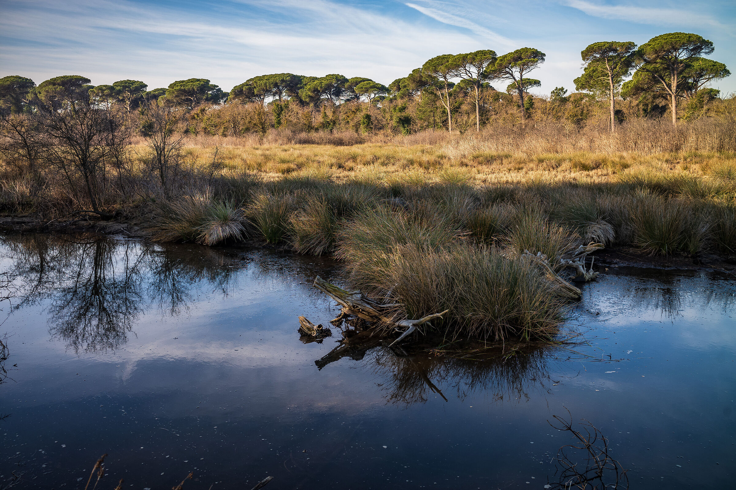 Pineta San Vitale - Ravenna