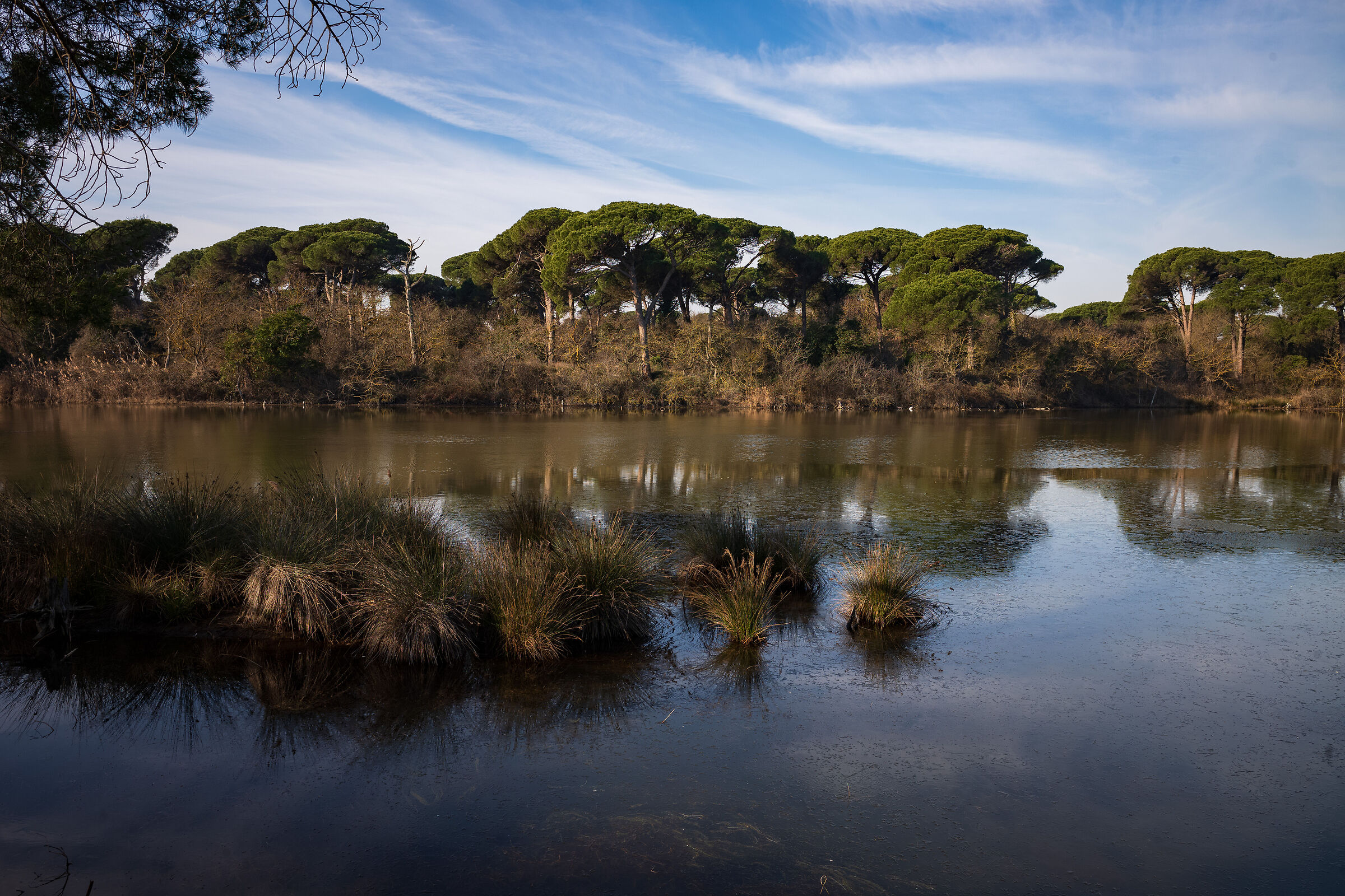 Pineta San Vitale - Ravenna