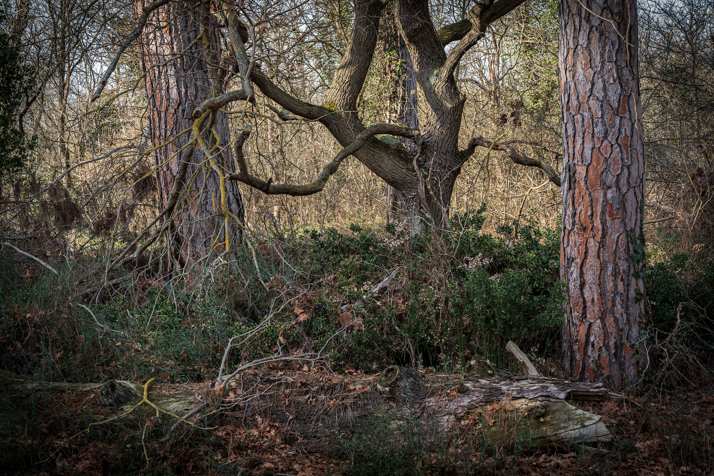 Pineta San Vitale - Ravenna