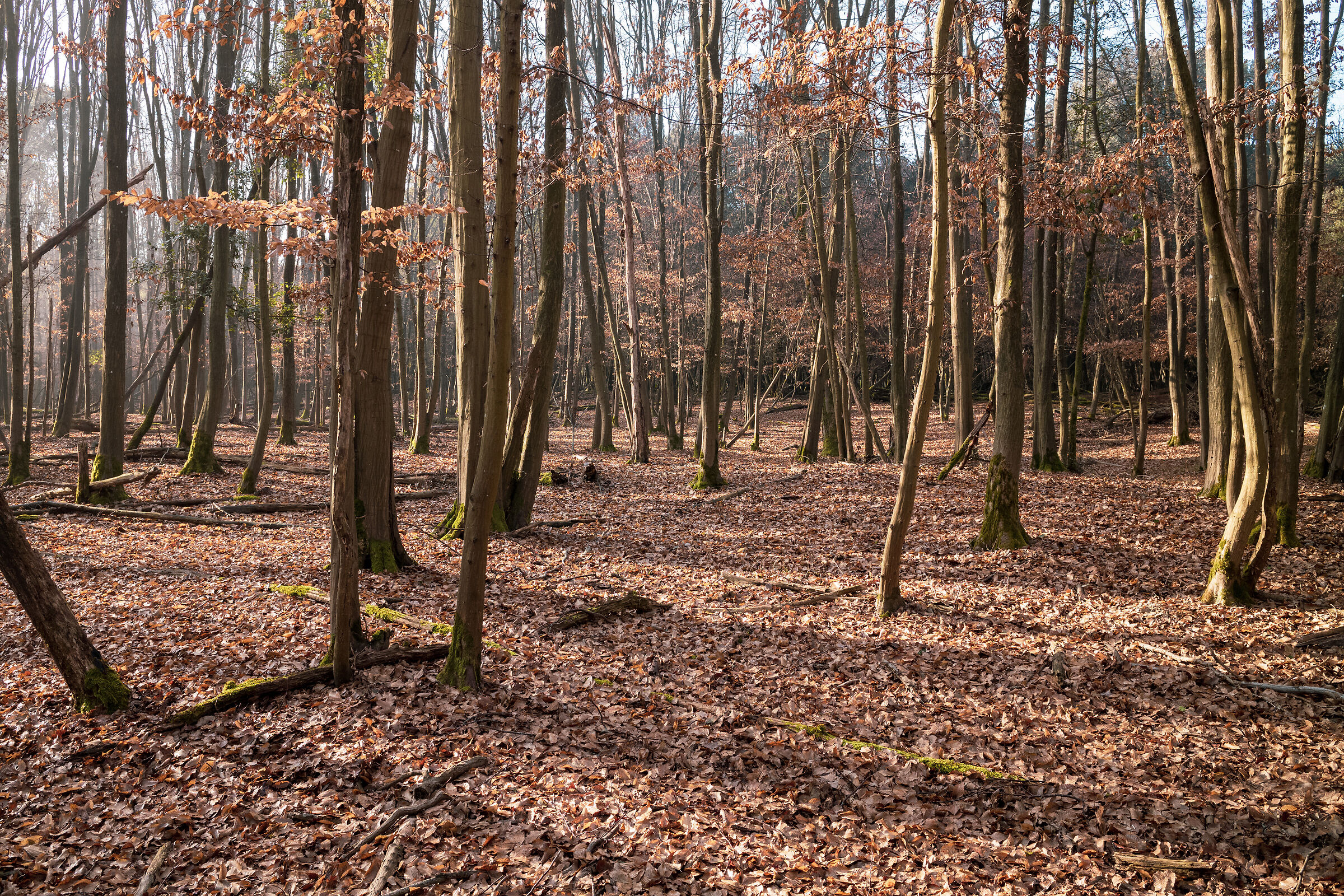 Bosco della Mesola - Ferrara, carpineto