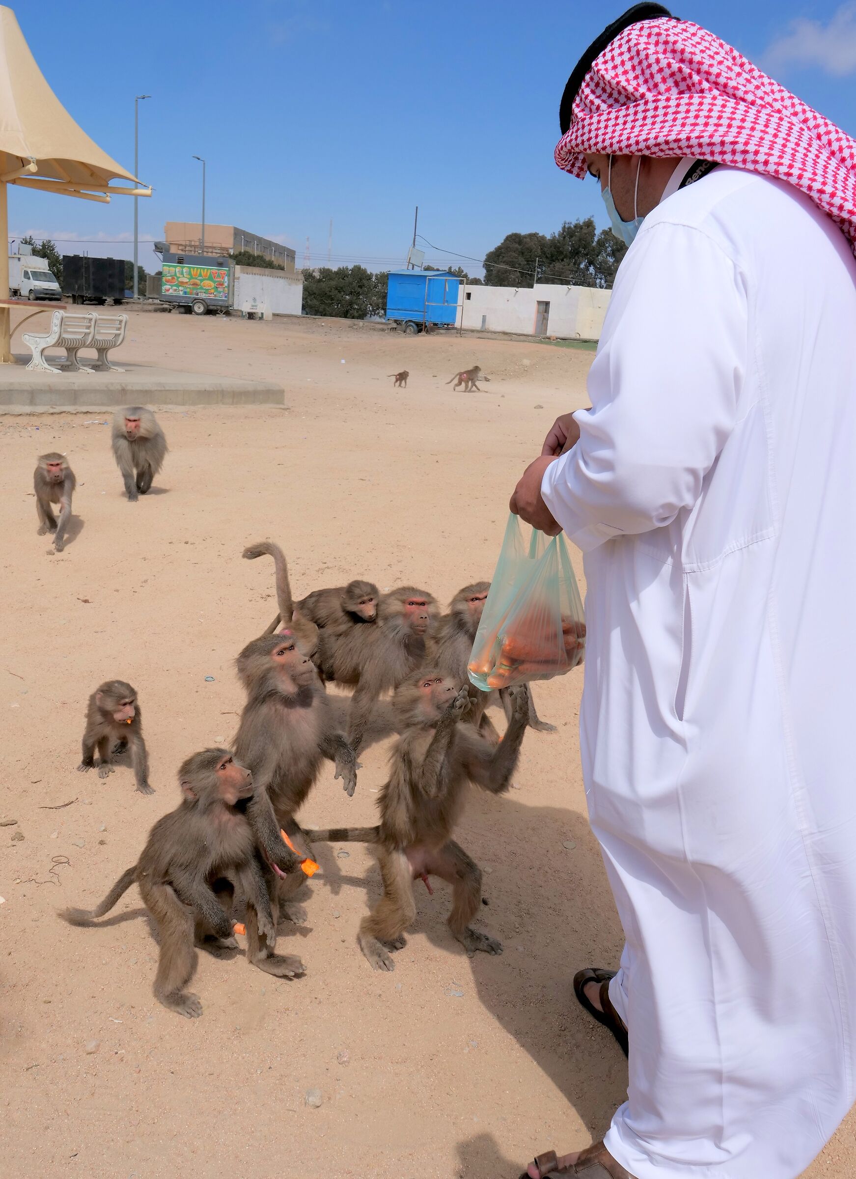 feeding monkey in Saudi Arabia