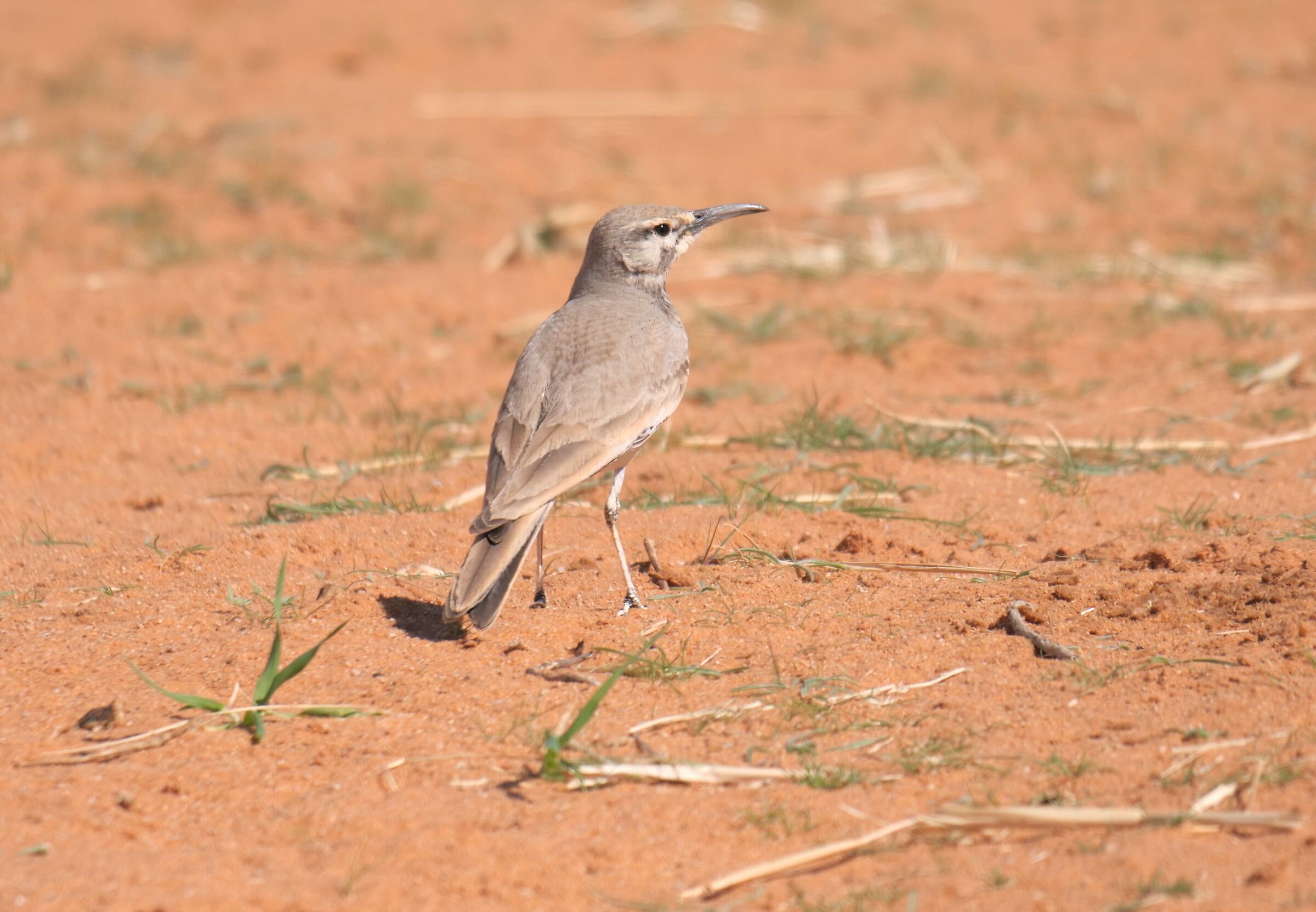 Arab bird to be identified