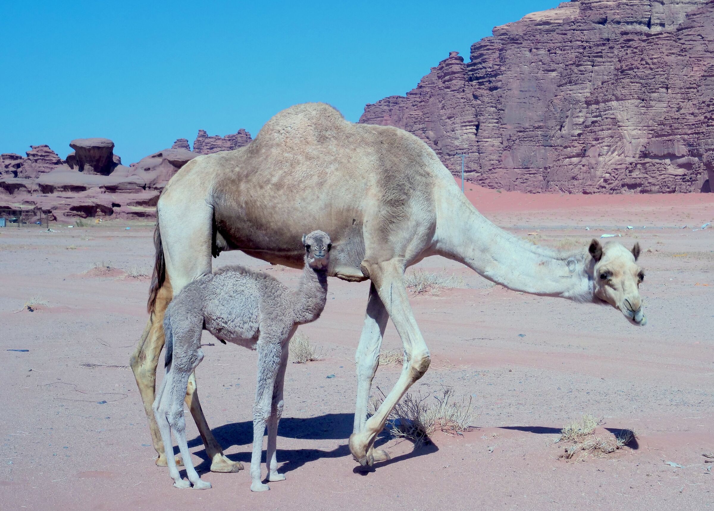 dromedari in Arabia Saudita