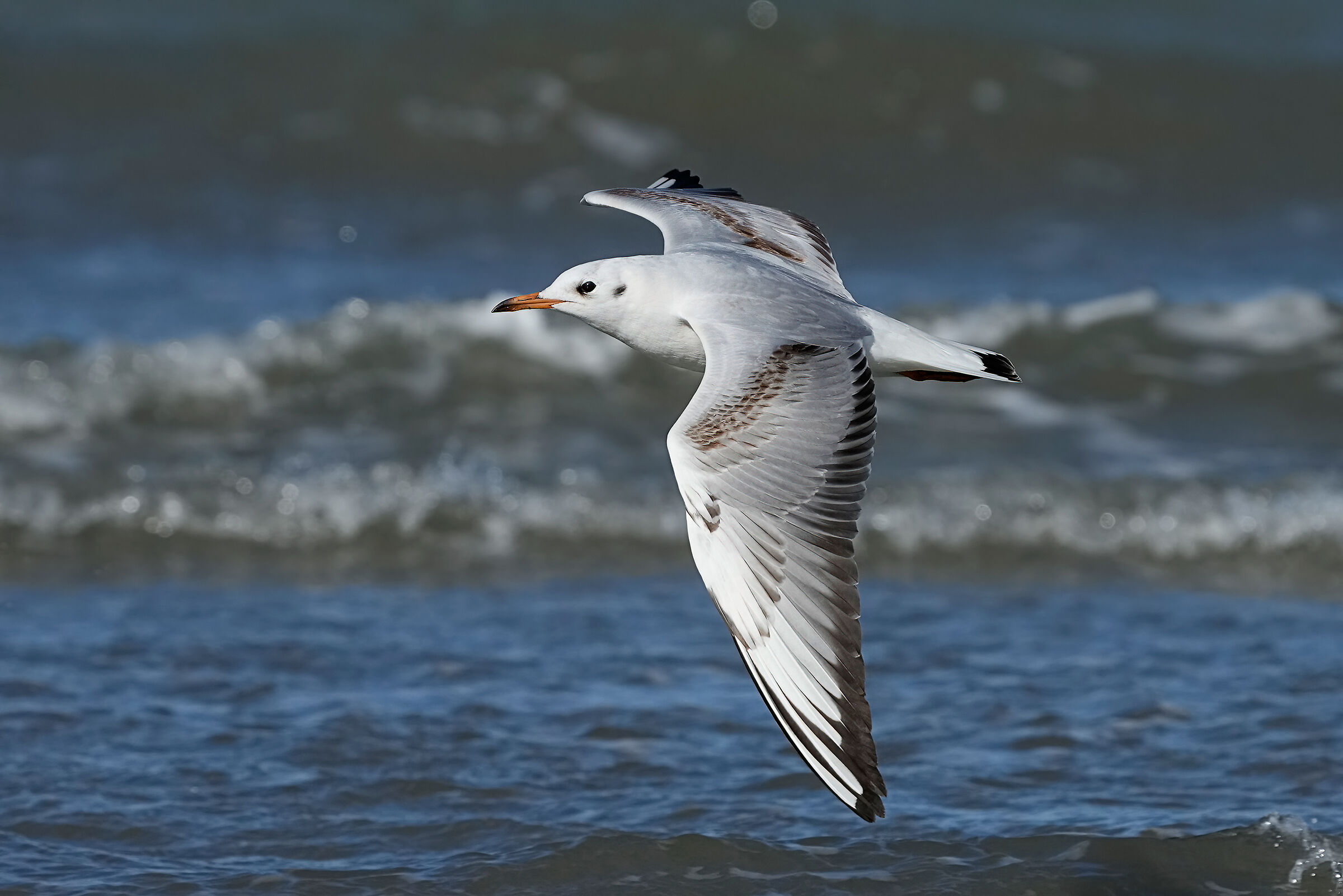 Gabbiano comune juv.