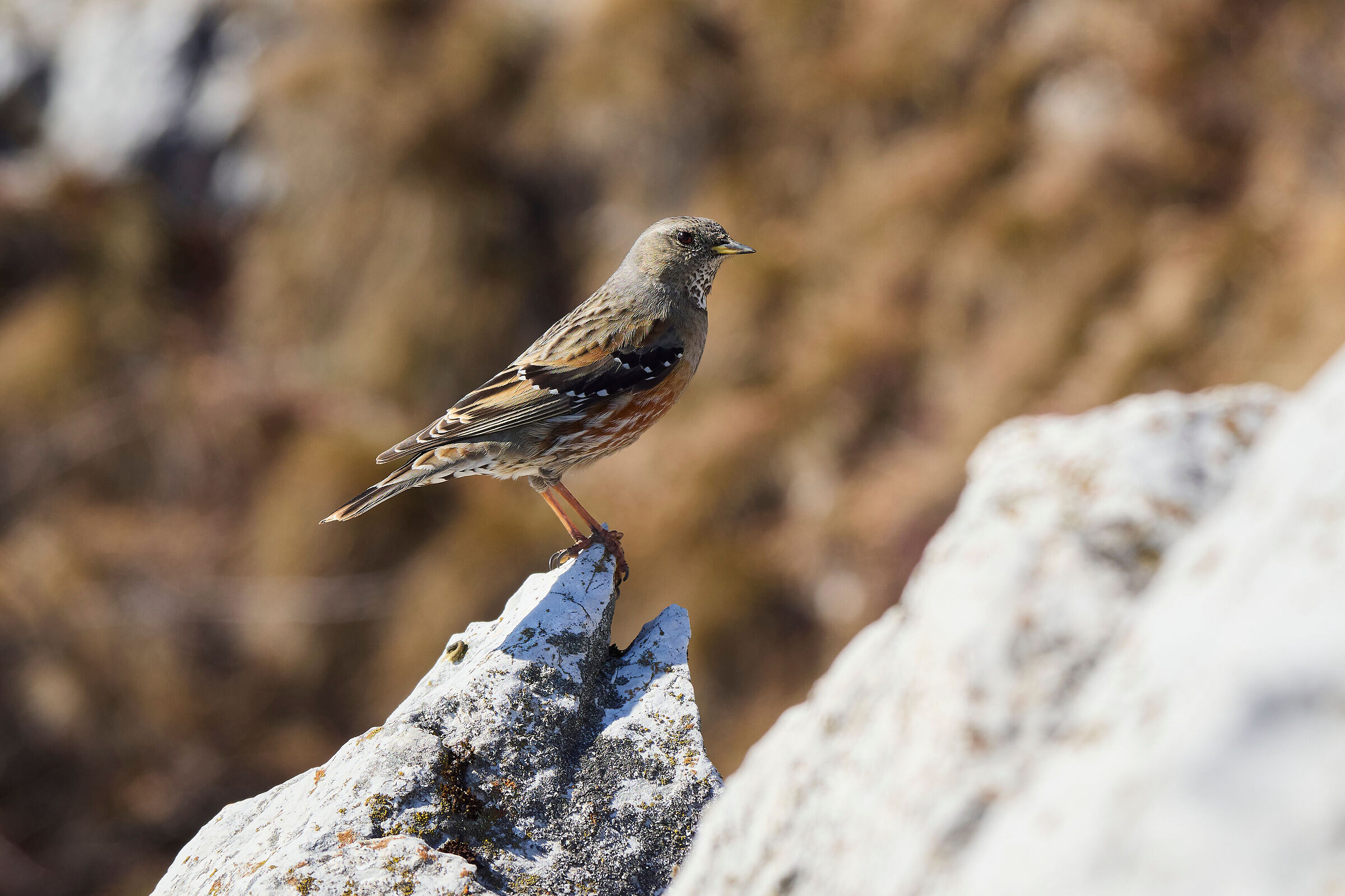 Un incontro inaspettato