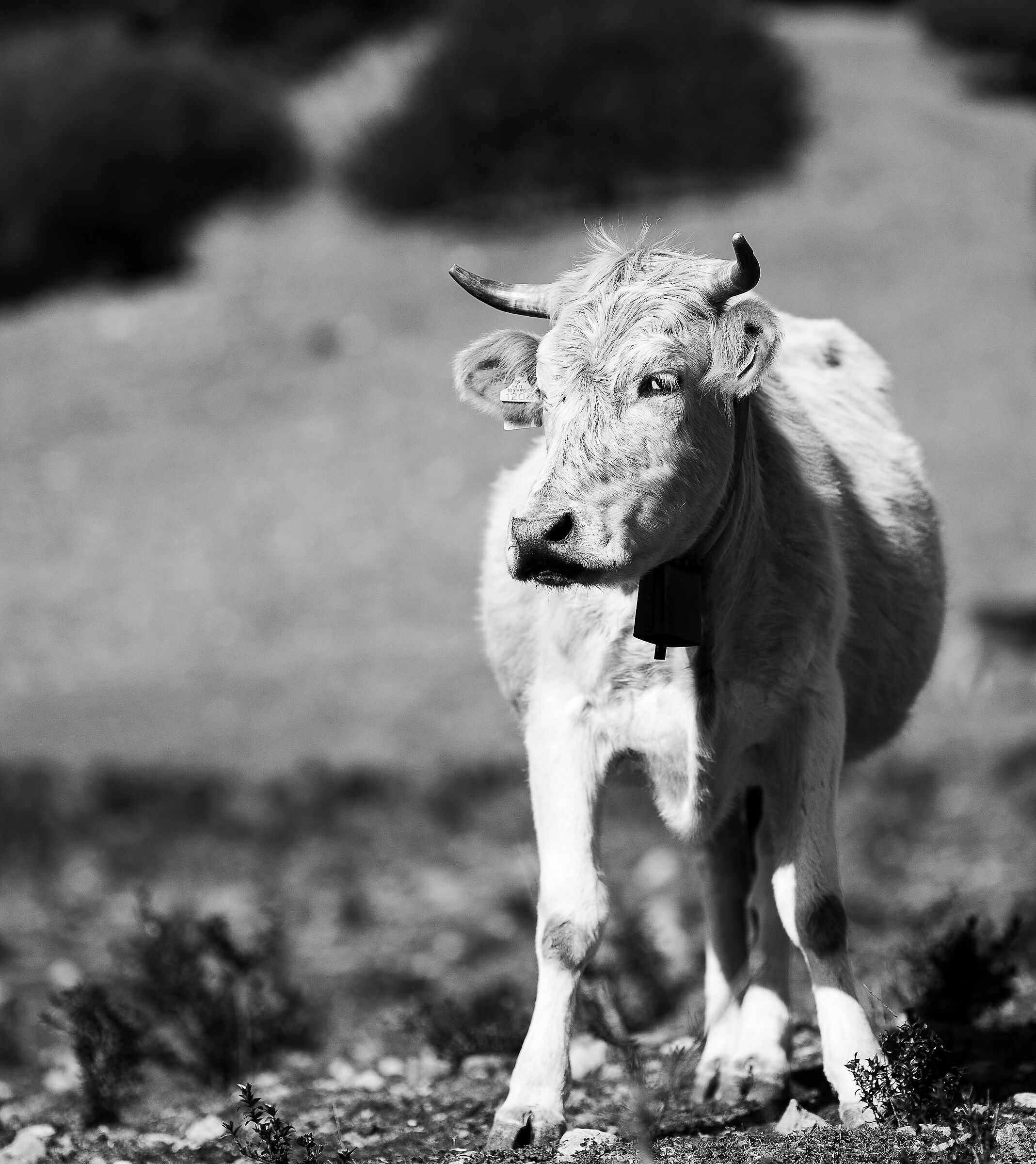 On boi