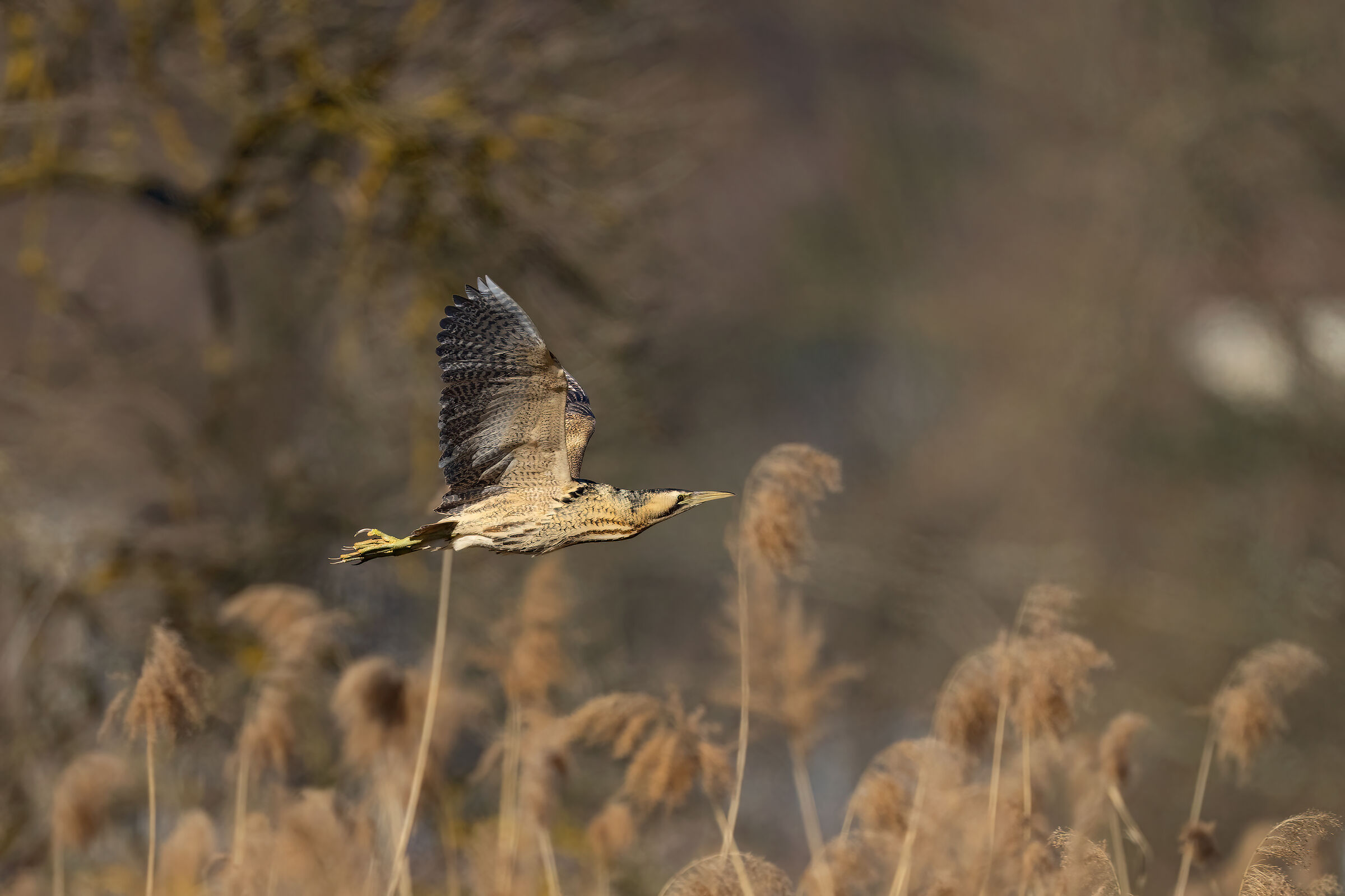Bittern