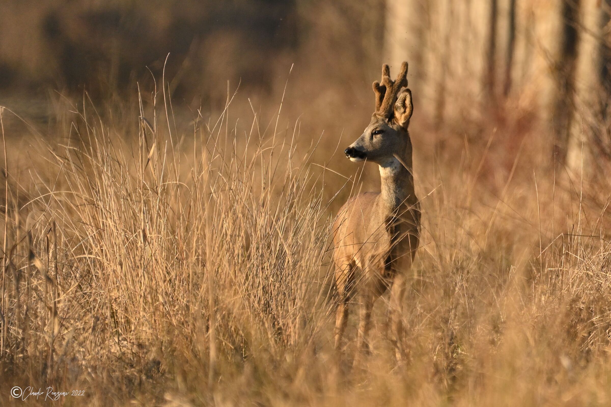 male roe deer at sunset