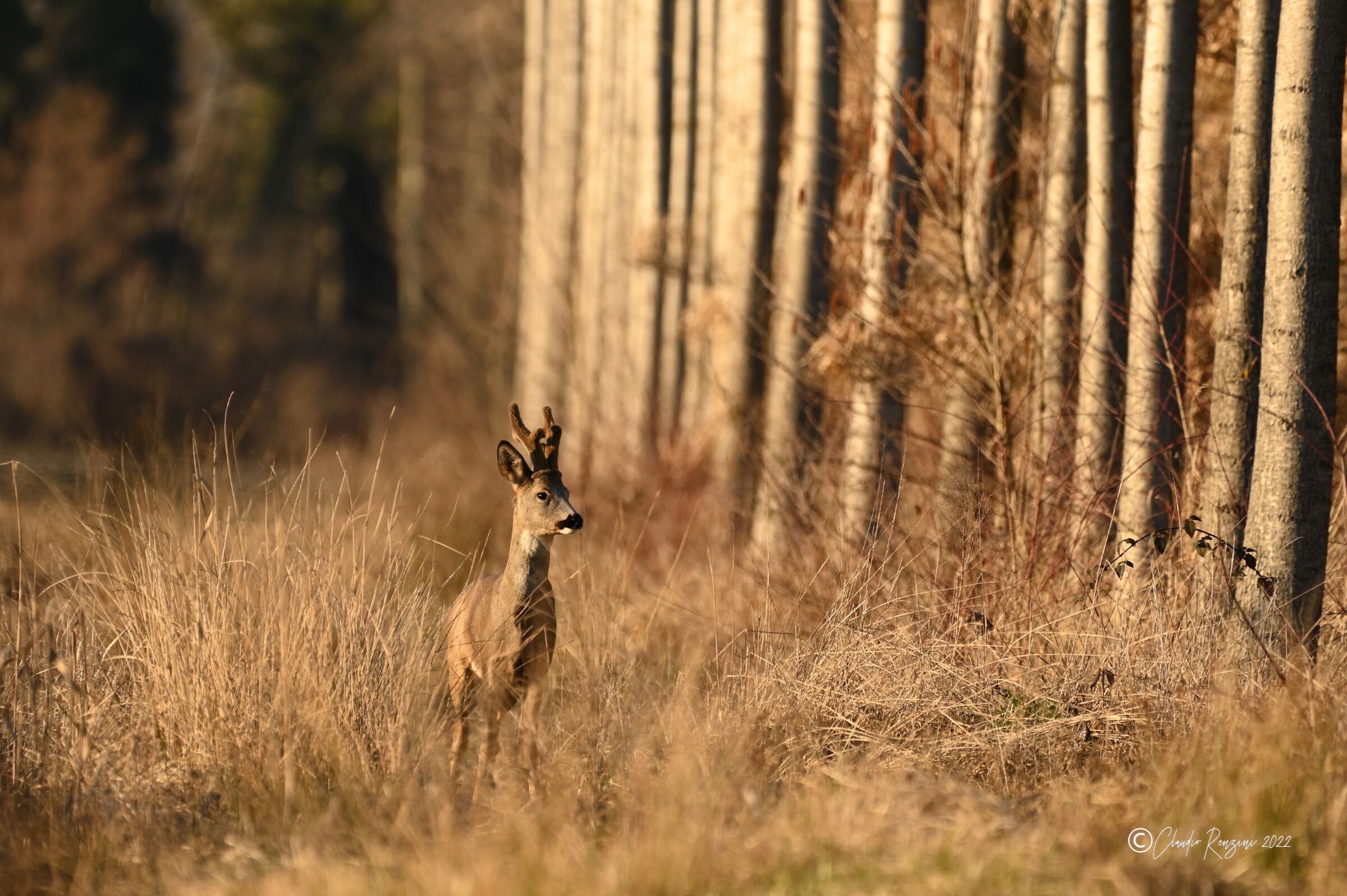 male roe deer at sunset