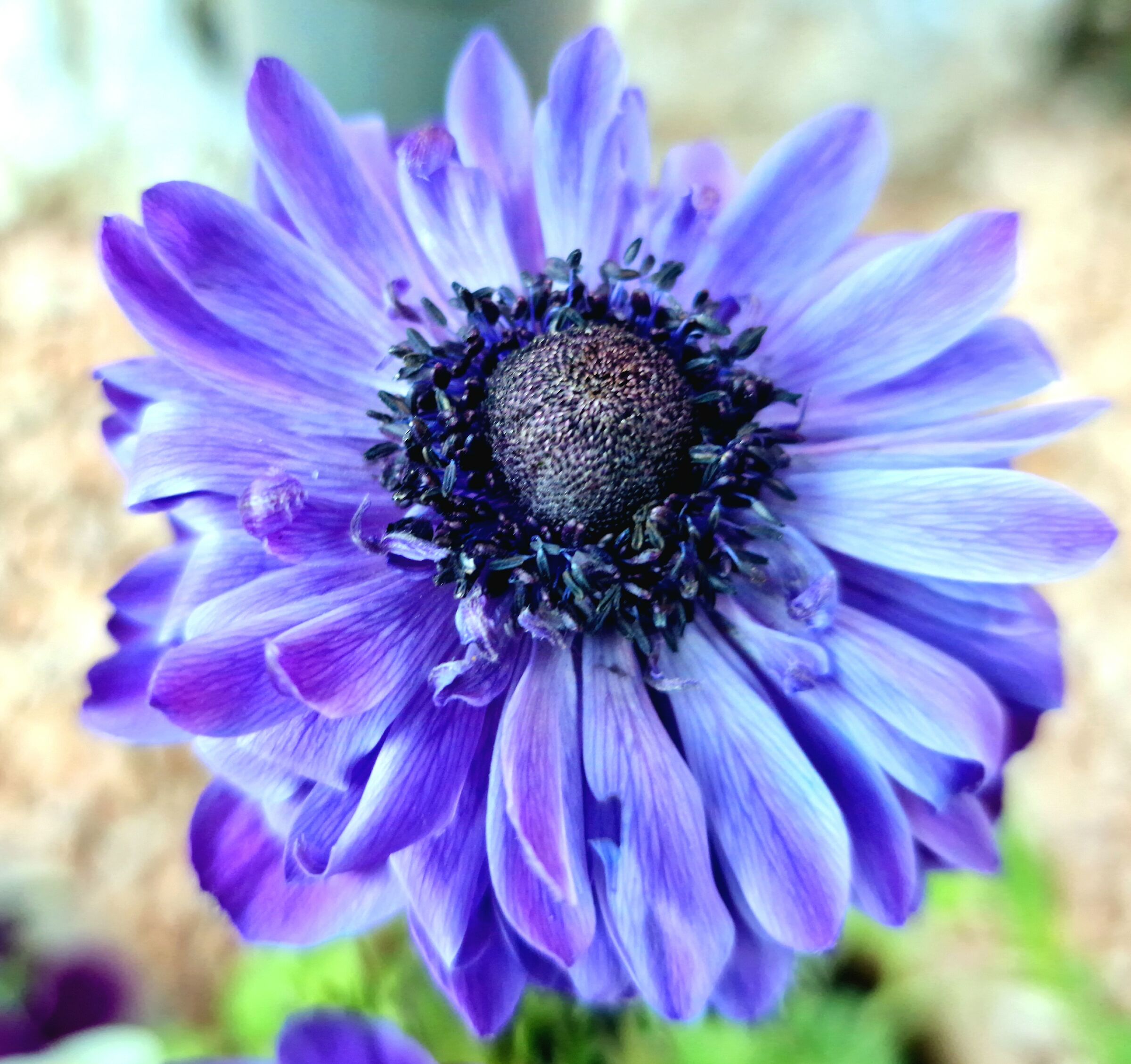 Anemone blu 2
