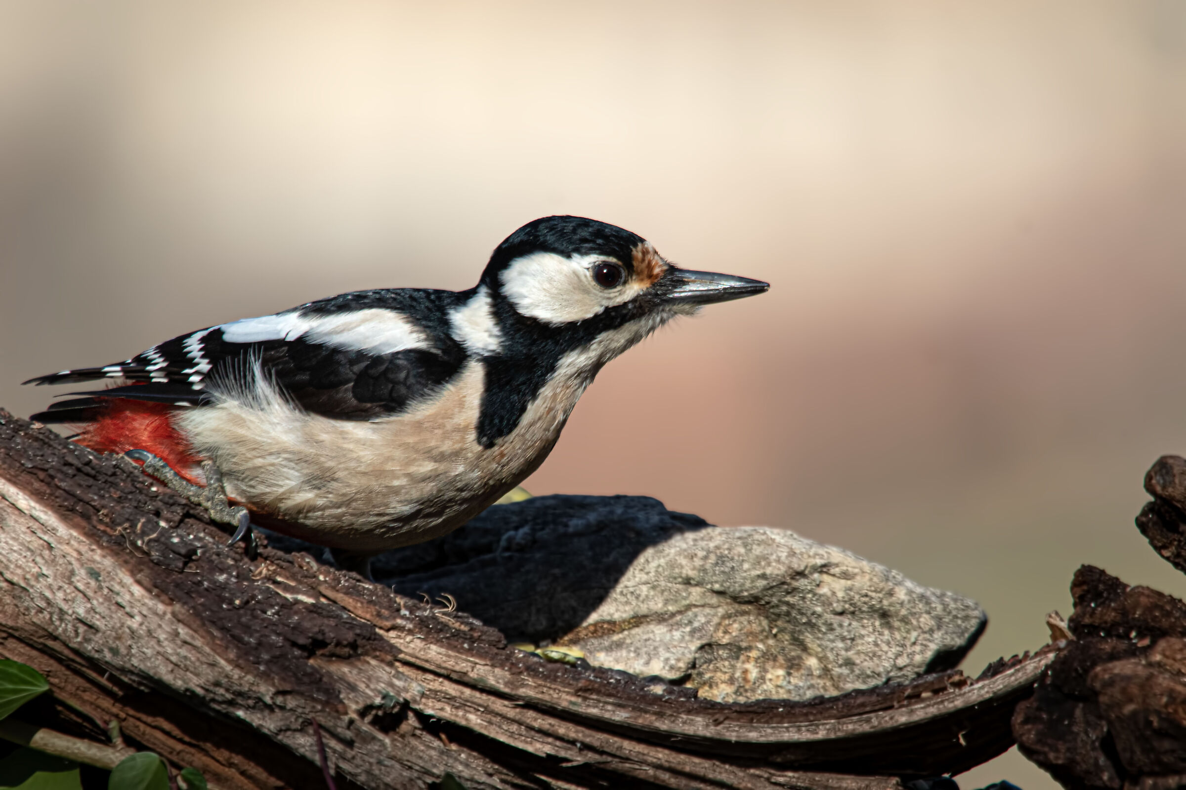 greater red woodpecker