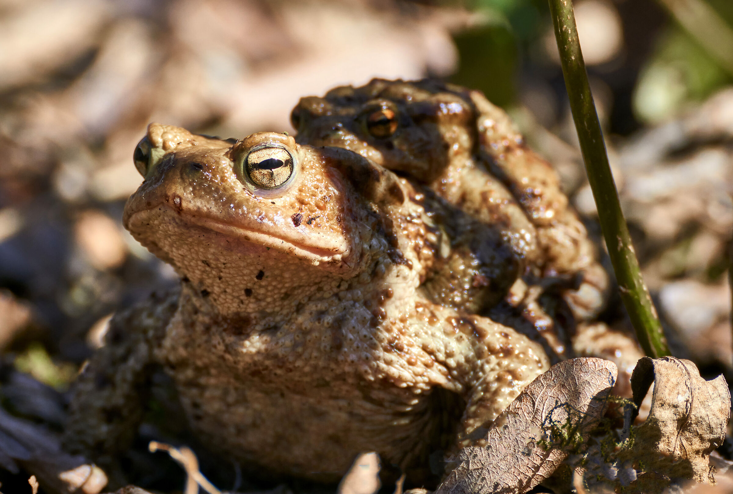 Mrs. Toad (and wife...)