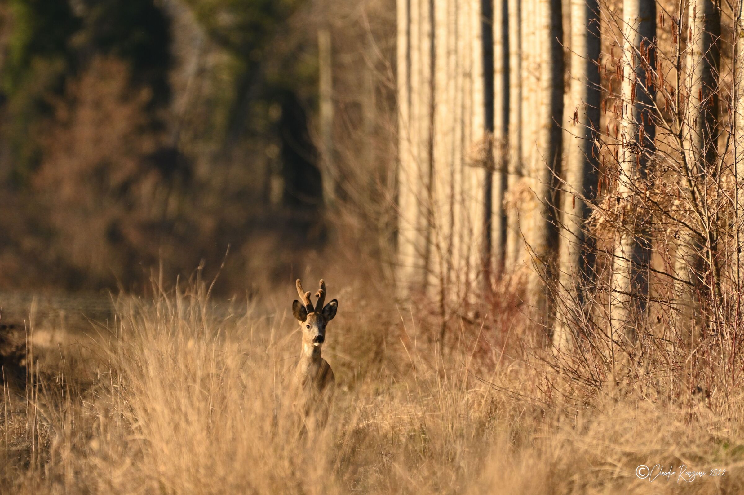 male roe deer at sunset