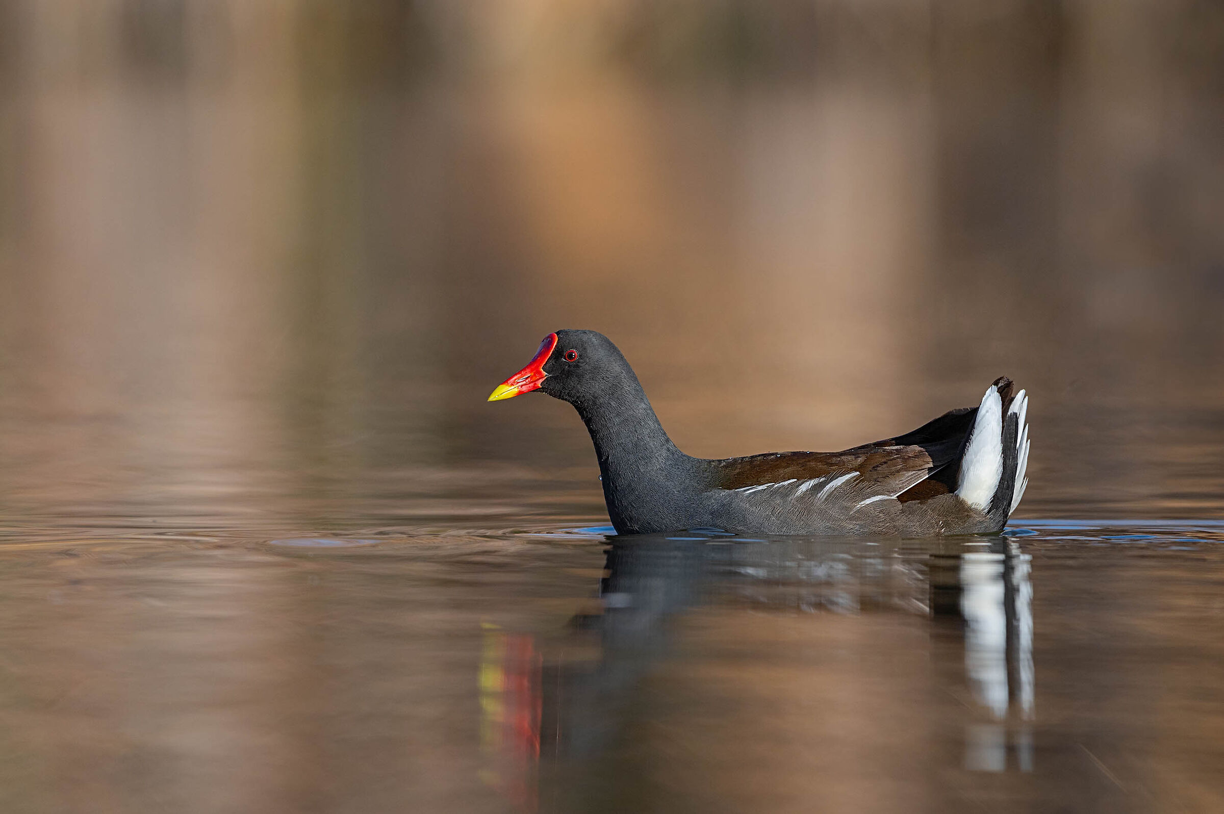 Gallinula