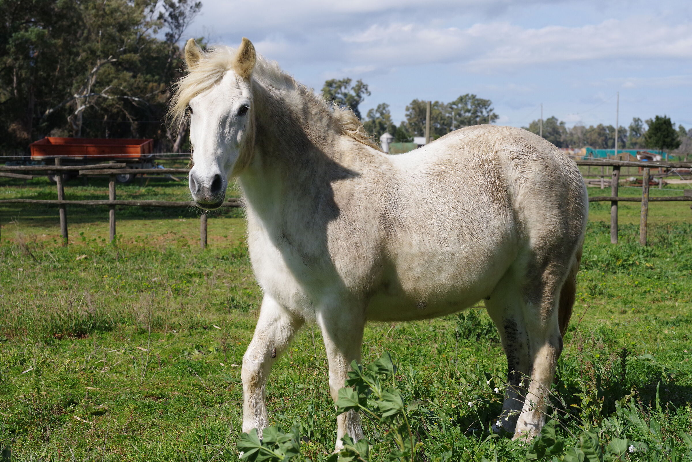 Cavallo (Parco del Circeo)
