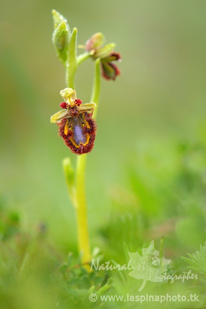 Ophrys speculum ... ...