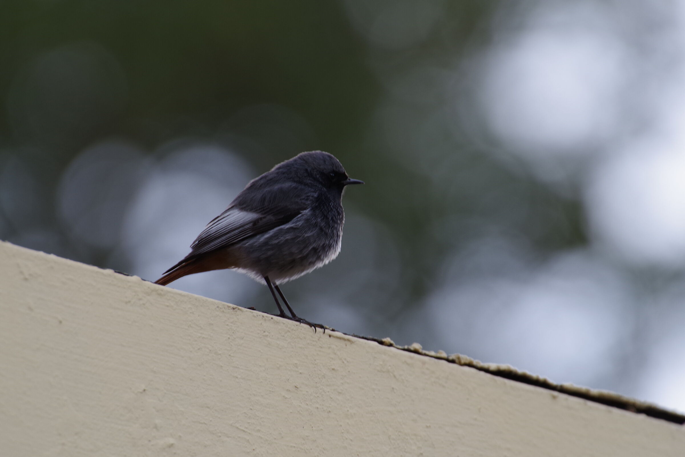 Passero (Parco del Circeo)