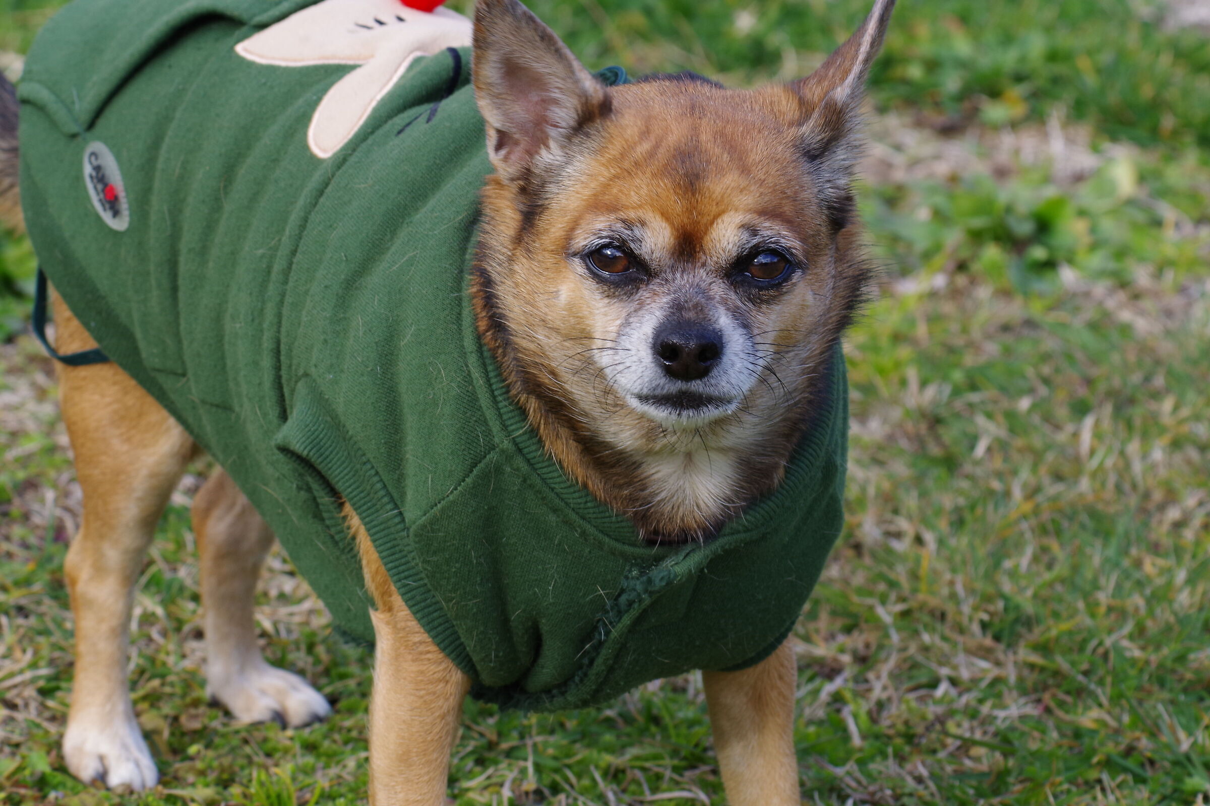 Cagnolino (Parco di Sabaudia)